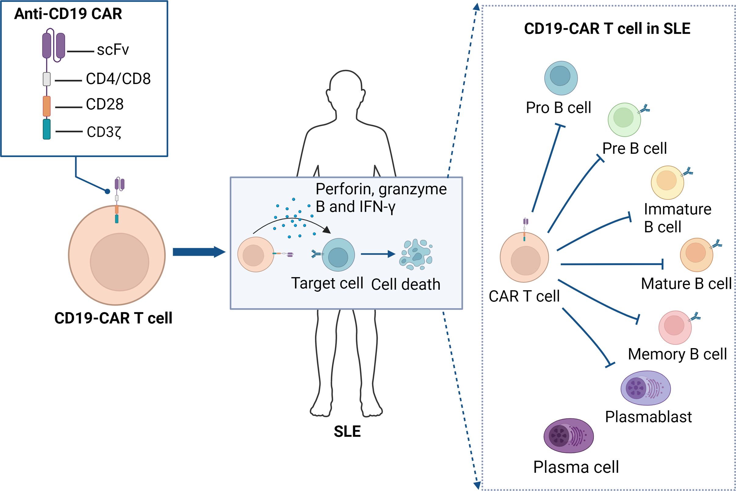 Diagram illustrating CD19-CAR T cell targeting in systemic lupus erythematosus (SLE). The left side shows the structure of an anti-CD19 CAR with components like scFv and CD3ζ. The center depicts the CAR T cell killing target cells via perforin and granzyme release, resulting in cell death. The right side shows the effect on various B cell types, including pro B, pre B, immature B, mature B, memory B, plasmablast, and plasma cells.