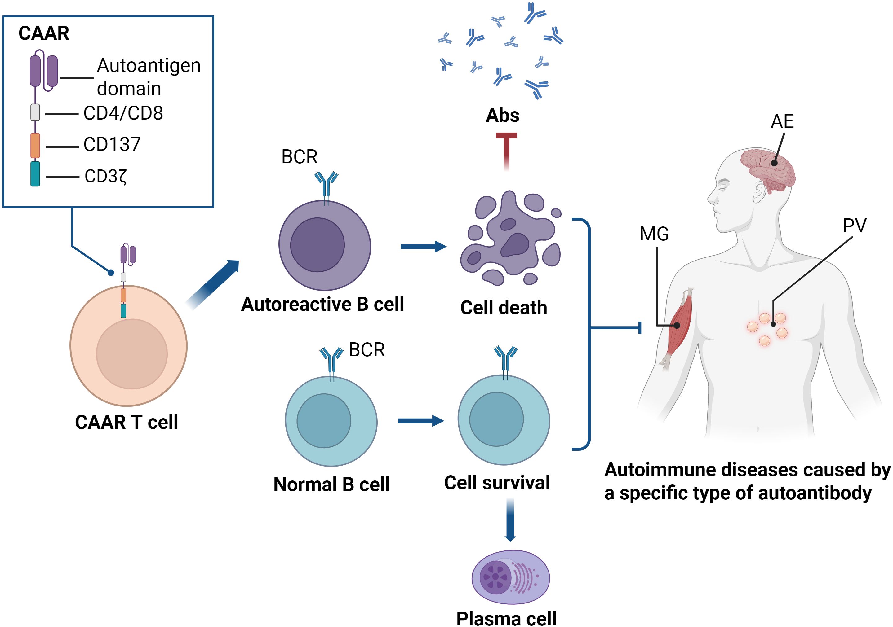 Diagram depicting the action of CAAR T cells targeting autoreactive B cells. CAAR T cells feature autoantigen, CD4/CD8, CD137, and CD3ζ components. Autoreactive B cells undergo cell death, while normal B cells survive and develop into plasma cells. The process is linked to autoimmune diseases illustrated in a human figure, including conditions like autoimmune encephalitis (AE), myasthenia gravis (MG), and pemphigus vulgaris (PV).