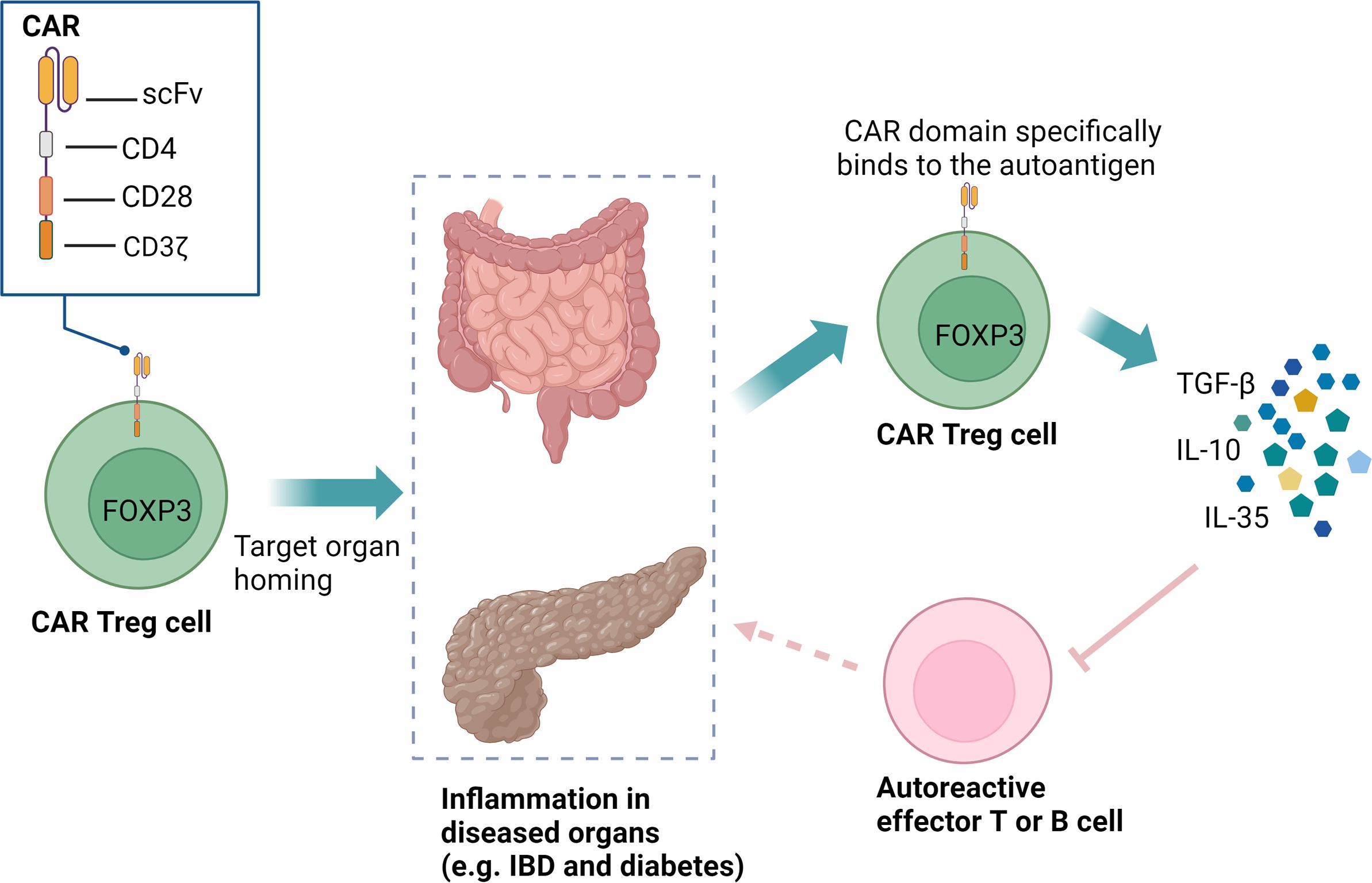 Diagram illustrating how CAR Treg cells target inflammation in diseased organs like intestines and pancreas. CAR Treg cells express proteins including scFv, CD4, CD28, and CD3ζ. They bind autoantigens, releasing TGF-β, IL-10, and IL-35, to inhibit autoreactive effector T or B cells, managing conditions like inflammatory bowel disease and diabetes.