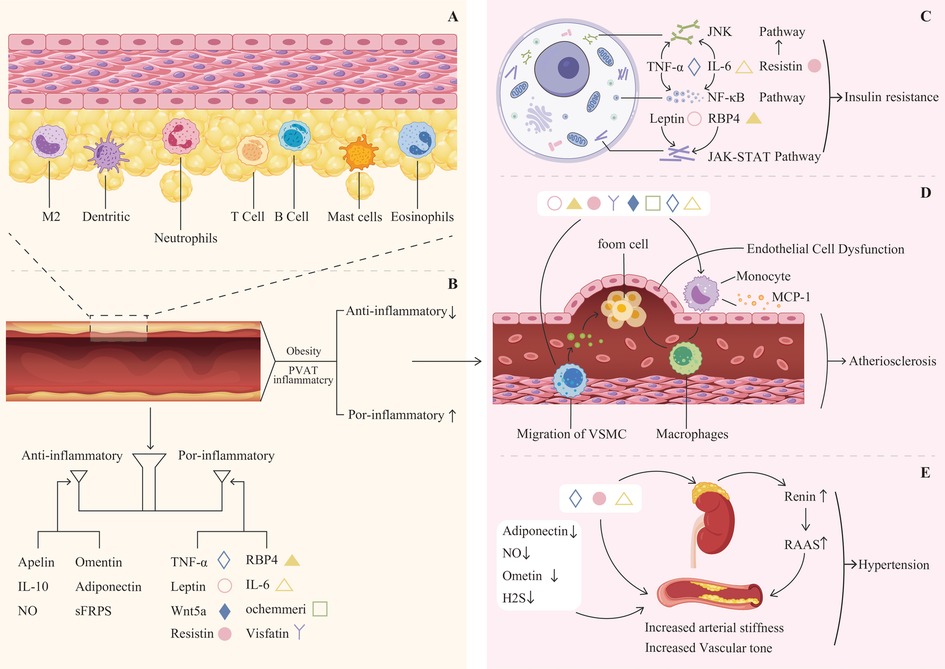 Illustration depicting the progression from inflammation to cardiovascular issues. Panel A shows cell types like neutrophils, T and B cells, mast cells, and eosinophils. Panel B connects obesity and PVAT inflammation to anti-inflammatory and pro-inflammatory pathways, listing related molecules. Panel C details pathways involving TNF-α, IL-6, and resistin affecting insulin resistance. Panel D illustrates endothelial cell dysfunction leading to atherosclerosis. Panel E shows increased arterial stiffness and vascular tone, linking to hypertension via renin and the RAAST pathway.