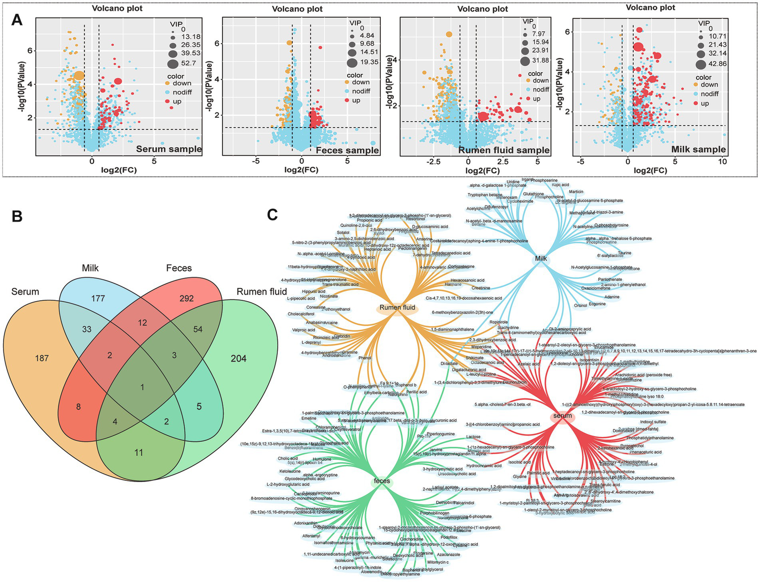 A: Three volcano plots showing differential expression of compounds in serum, feces, rumen fluid, and milk samples. Points are colored to indicate upregulation, downregulation, or no change. B: A Venn diagram displaying the overlap of compounds found between serum, milk, feces, and rumen fluid, with numbers indicating unique and shared compounds.C: A network diagram visualizing the relationships between compounds found in each sample type, with differently colored nodes representing each sample: serum, feces, rumen fluid, and milk.