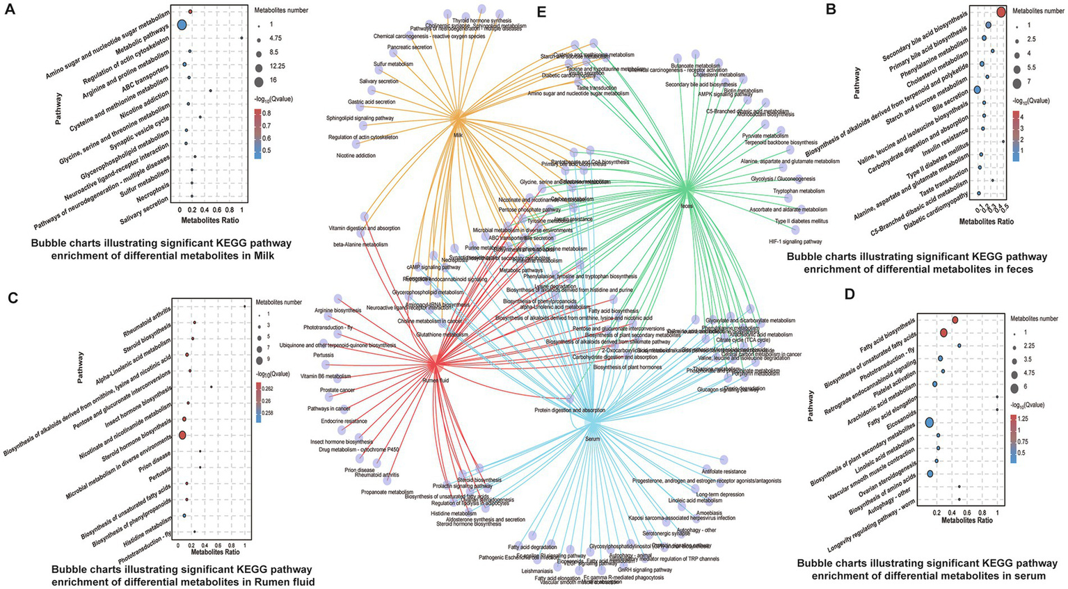 Bubble charts and network diagram showing significant KEGG pathway enrichment of differential metabolites. Panels A-D feature bubble charts for milk, feces, rumen fluid, and serum, respectively. Bubbles vary in size based on metabolite quantity and are color-coded by statistical significance. Panel E is a network diagram connecting pathways across bodily fluids, with colored lines indicating different connections.