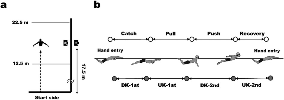 Diagram illustrating swimming techniques. Panel a shows a swimming pool with distances marked at 12.5 and 22.5 meters from the starting side. A swimmer is positioned, and a camera is seen. Panel b details the swimmer’s stroke phases: catch, pull, push, recovery, and hand entry, with depictions of the swimmer's positions. Phases of leg kicks, DK-1st, UK-1st, DK-2nd, UK-2nd, are also shown below the swimmer's path.