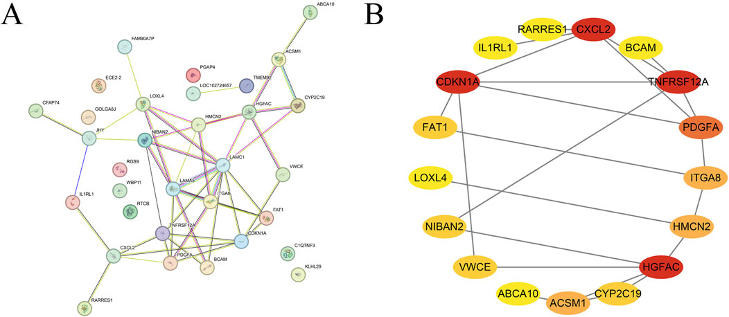 Two diagrams labeled A and B show interaction networks. Diagram A displays a complex network of nodes representing proteins with various colors and labels, interconnected by lines indicating interactions. Diagram B presents a simpler network with oval nodes labeled with protein names, connected by lines; nodes are color-coded in shades of red, yellow, and orange to signify different groups or clusters.