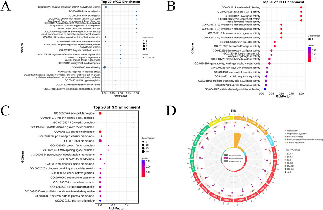Four-panel scientific visualization of Gene Ontology (GO) enrichment analysis. Panel A displays a dot plot of the top 20 enriched GO terms related to biological processes; dots vary in size representing gene numbers and color indicating q-values. Panel B shows a similar dot plot for molecular function enrichment. Panel C focuses on cellular components with enriched GO terms, with dot variations for the number of genes and q-values. Panel D is a circular chart depicting multiple pathways categorized by metabolism, organismal systems, human diseases, environmental information processing, and cellular processes, with varying gene numbers and selection frequencies.