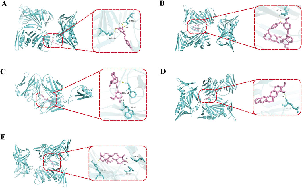 Five-panel illustration depicting protein-ligand interactions: A. Shows a protein structure with a ligand binding pocket highlighted, involving lysine-181 and glutamine-131.B. Features a close-up of a ligand interacting with leucine-118.C. Illustrates a ligand interacting with phenylalanine-98 and tryptophan-47.D. Displays a ligand binding to glutamine-312.E. Highlights interactions with asparagine-96, arginine-156, and histidine-152. Each panel includes a zoomed-in view with distance measurements.