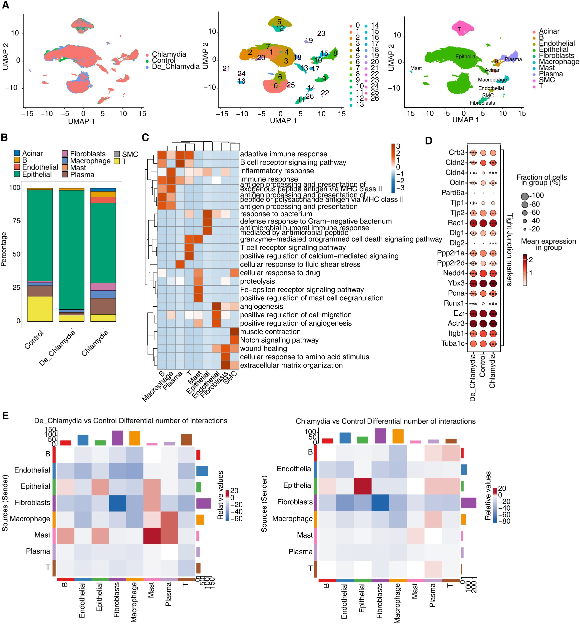 A series of scientific data visualizations related to cellular responses in different conditions. Panel A displays UMAP plots for cell clustering, highlighting Chlamydia, control, and de-Chlamydia groups. Panel B presents a bar graph showing cell type percentages across the experimental conditions. Panel C features a heatmap of gene expression pathways across various cell types. Panel D is a dot plot depicting gene expression levels and fraction of cells for specific genes. Panel E consists of heatmaps comparing differential interactions between cell types in the de-Chlamydia versus control and Chlamydia versus control conditions.