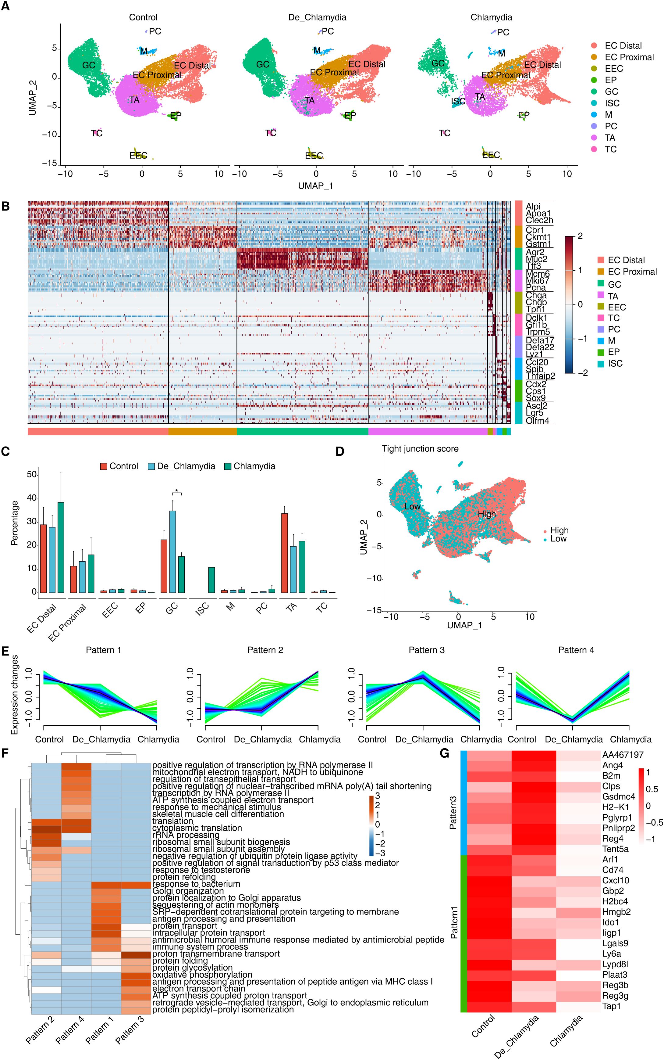 A scientific figure comprises several panels showing data analysis related to Chlamydia infection. Panel A displays UMAP plots comparing cell clusters among Control, De_Chlamydia, and Chlamydia groups. Panel B is a heatmap illustrating gene expression patterns. Panel C shows bar graphs for the percentage of specific cell types in each group. Panel D is a UMAP plot indicating tight junction scores. Panel E presents line graphs depicting expression changes across different patterns. Panel F is a heatmap of enriched biological processes, while Panel G displays a heatmap of gene expression changes across conditions.