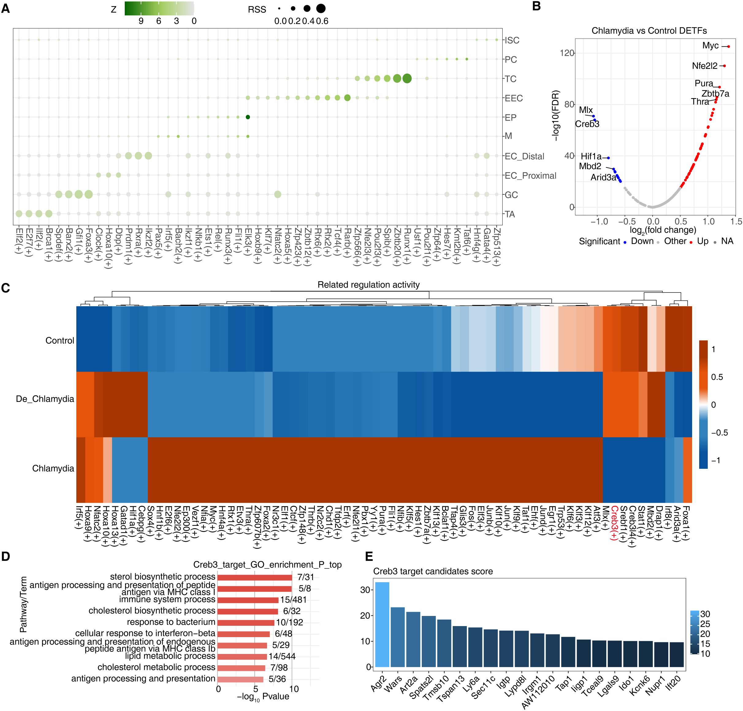A set of data visualizations depicting gene expression and regulation differences related to Chlamydia infection. Panel A is a dot plot showing Z scores and RSS values across different genes; larger dots represent higher RSS. Panel B is a volcano plot comparing Chlamydia and control samples, highlighting significant genes like Myc and Nfe2l2. Panel C is a heat map illustrating regulation activity differences among control, deactivated Chlamydia, and Chlamydia groups. Panel D is a bar graph displaying Gene Ontology enrichment related to Creb3 targets. Panel E is a bar chart presenting scores for Creb3 target candidates.
