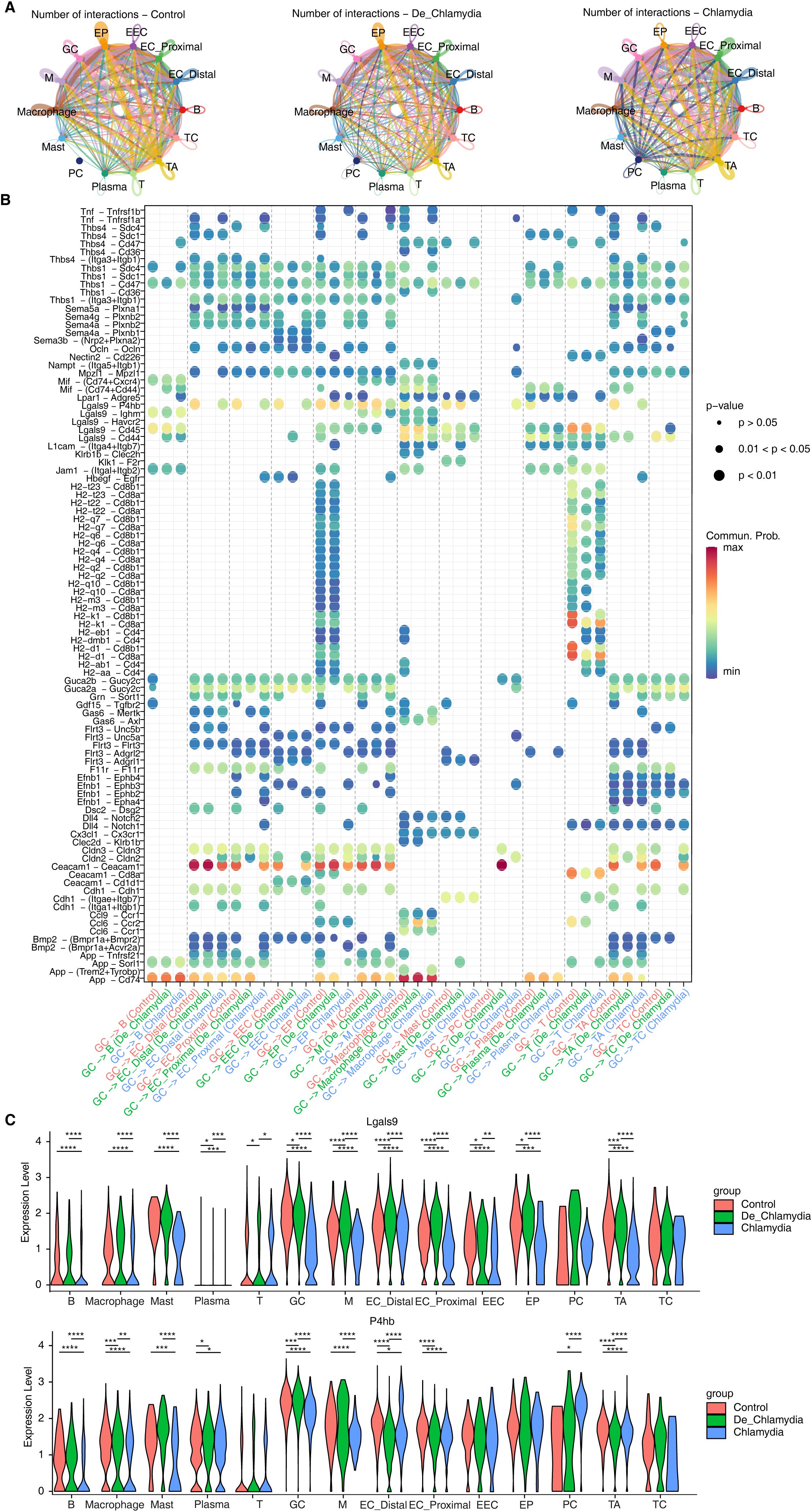 A. Network diagrams show cell type interactions in Control, De_Chlamydia, and Chlamydia conditions. B. Dot plot displays gene interaction probabilities across conditions, with colors indicating communication probabilities and dot size reflecting p-values. C. Violin plots compare expression levels of Lgals9 and P4hb genes across cell types, grouped by condition.