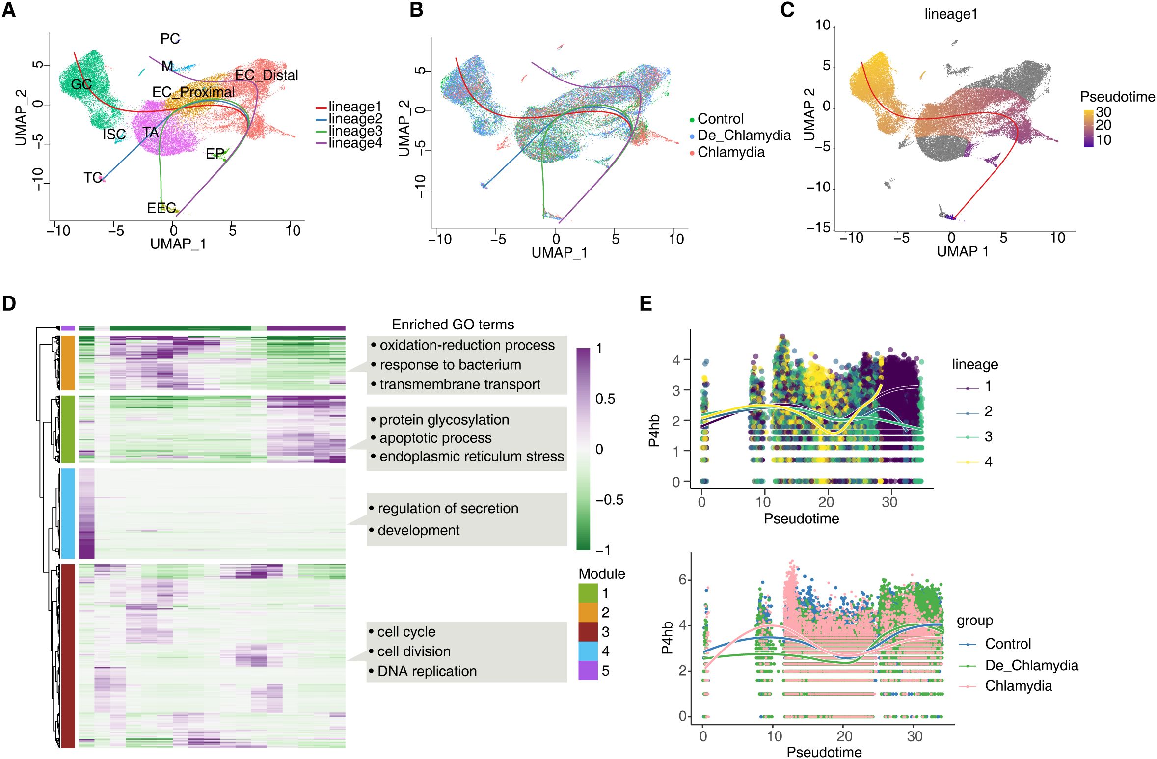 Composite image with five panels: A) UMAP scatter plot showing four cell lineages with different colors labeled as PC, GC, EC_Proximal, etc. B) UMAP plot highlighting control, de_Chlamydia, and Chlamydia groups. C) UMAP plot with pseudotime gradient in lineage one. D) Heatmap with gene ontology terms like oxidation-reduction and cell cycle, including modules. E) Two plots showing P4hb expression across pseudotime for lineages and groups.
