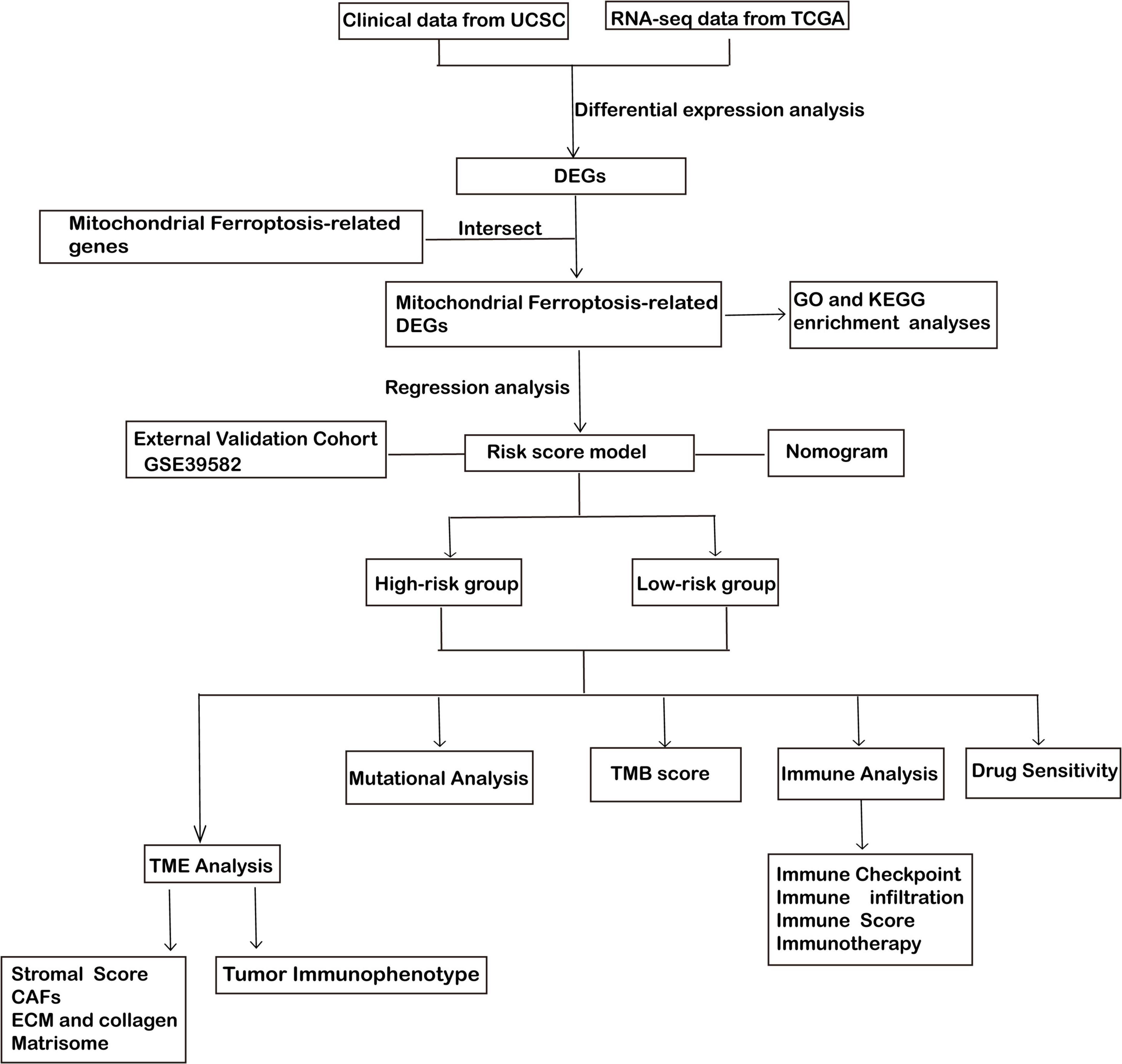 Flowchart diagram outlining the analysis of mitochondrial ferroptosis-related genes. It starts with clinical and RNA-seq data, leading to the identification of differentially expressed genes (DEGs). The DEGs intersect with mitochondrial ferroptosis-related genes, proceeding to enrichment analyses and regression analysis. A risk score model categorizes into high-risk and low-risk groups. Further analyses include mutational, TMB score, immune, drug sensitivity, and TME analysis, with specifics on each such as immune checkpoint and stromal score assessments.