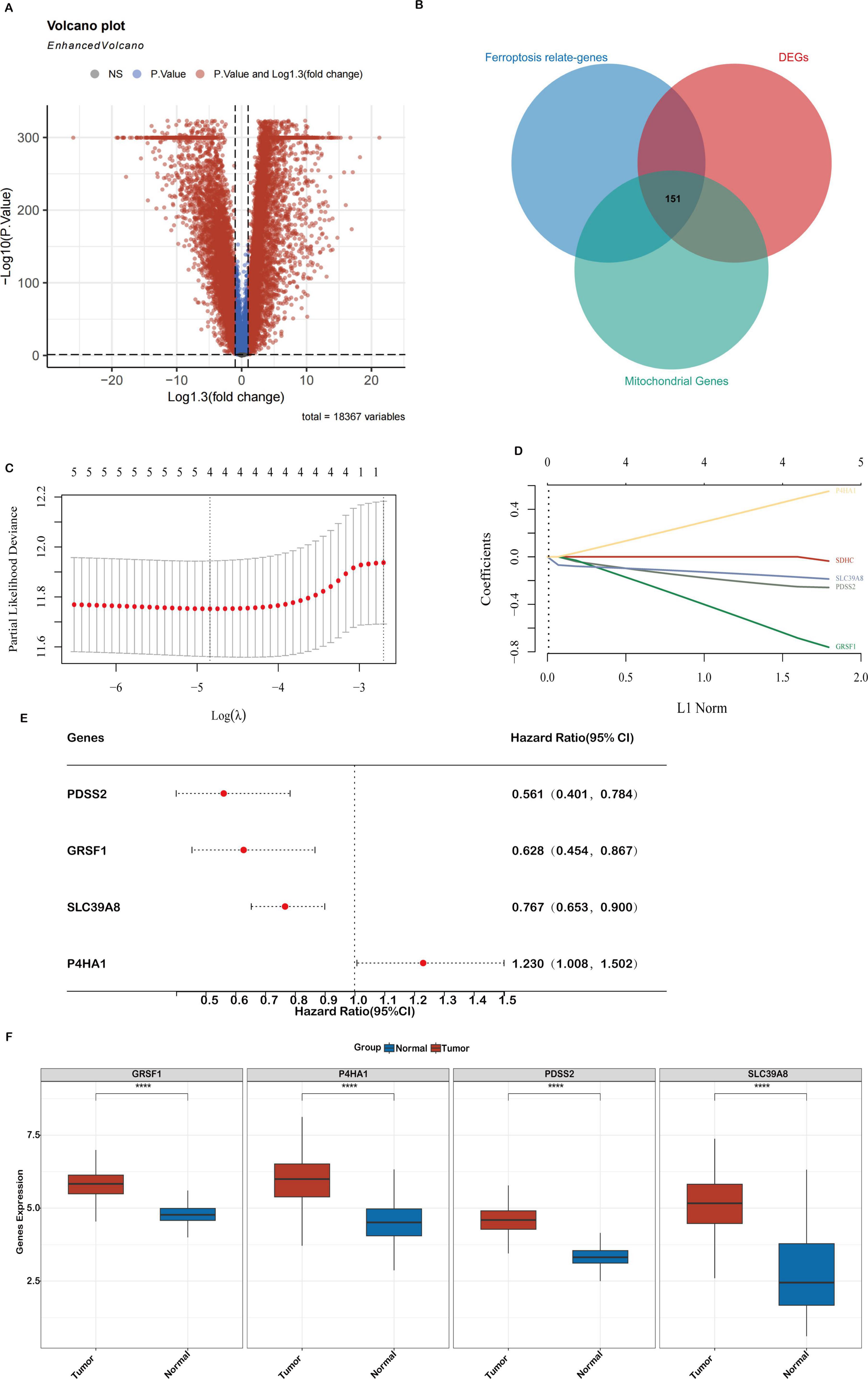 Panel A shows a volcano plot indicating gene expression changes with significant genes highlighted. Panel B is a Venn diagram illustrating overlap between ferroptosis-related genes, DEGs, and mitochondrial genes with 151 common genes. Panel C is a line plot of partial likelihood deviance versus Log(λ) with red dots indicating the best fit. Panel D presents a coefficients plot against L1 norm for genes. Panel E displays a forest plot of hazard ratios for genes, showing confidence intervals. Panel F offers box plots comparing gene expression between tumor and normal groups for four genes.