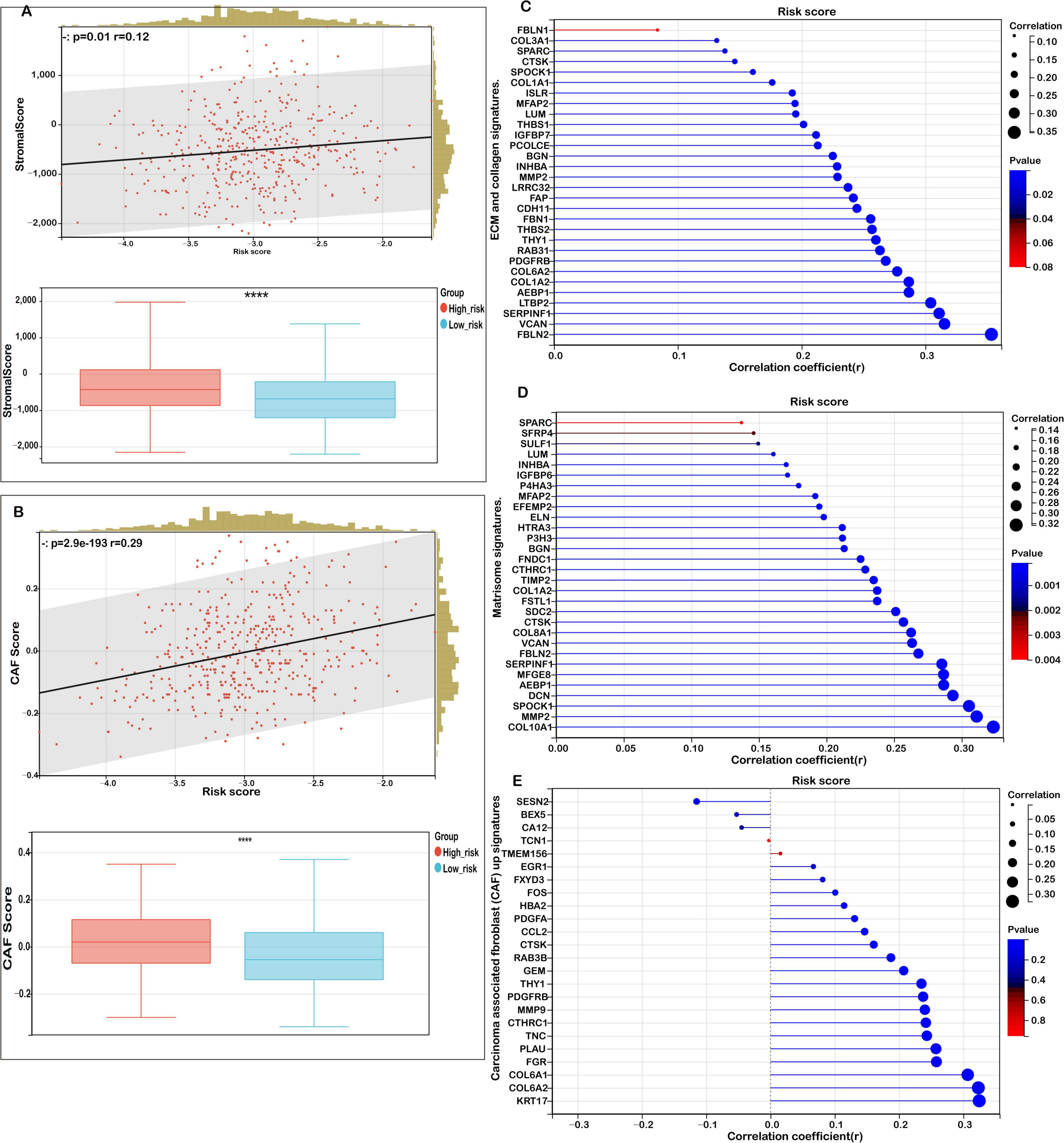 Graphs show relationships between risk scores and various factors. Panel A: Scatter plot and box plot of Stromal Score versus risk scores. Panel B: Scatter plot and box plot of CAF Score versus risk scores. Right side panels C, D, E: Correlation coefficients of gene expression with risk scores, visualized with dots indicating significance and correlation strength.