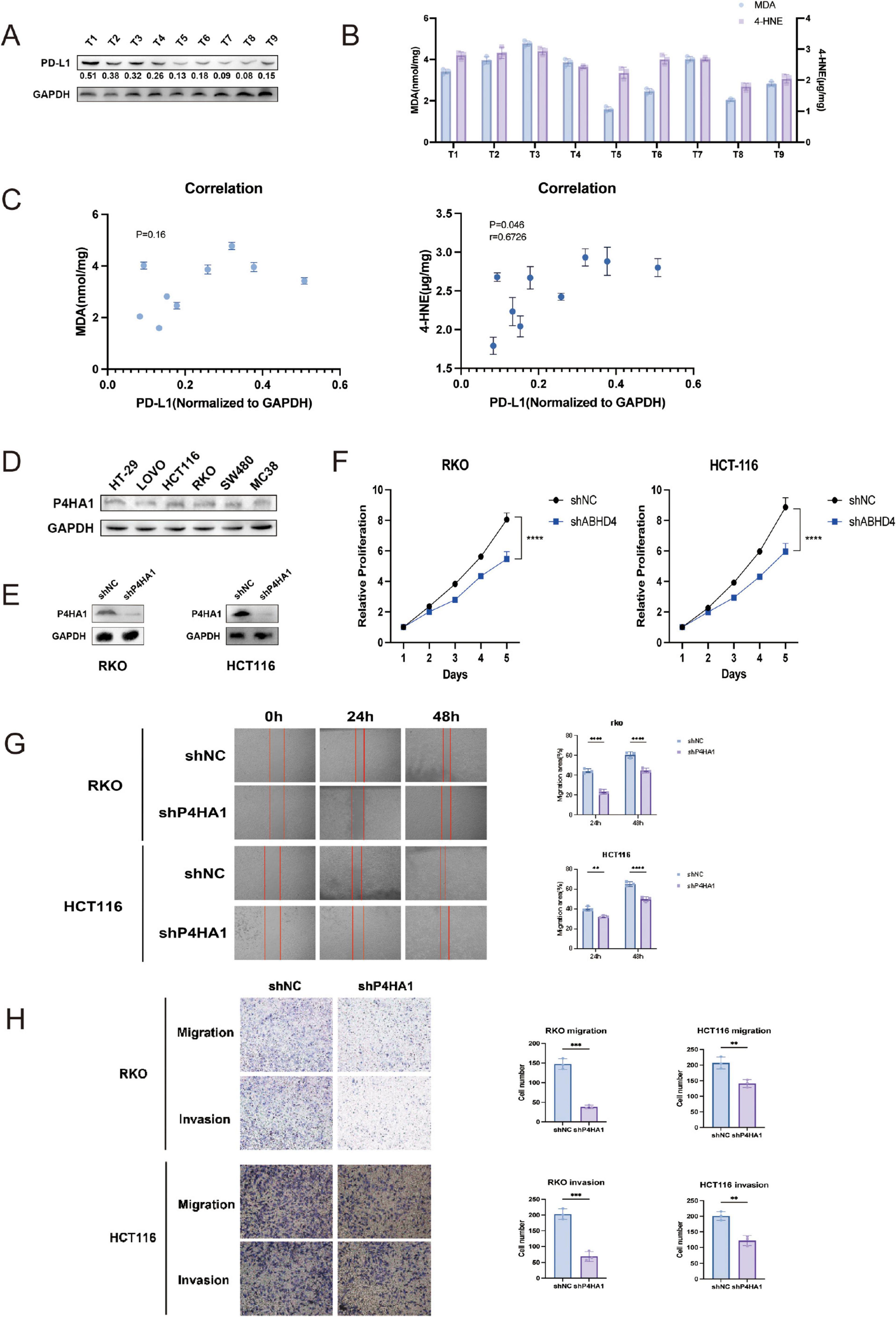 This image consists of multiple panels showing experimental data. Panel A presents a Western blot analysis of PD-L1 normalized to GAPDH. Panel B is a bar graph showing MDA and 4-HNE levels across samples T1 to T9. Panel C contains scatter plots with correlation data for PD-L1, MDA, and 4-HNE. Panel D shows a Western blot for P4HA1 across different cell lines. Panel E features Western blot analysis of P4HA1 in RKO and HCT116 cells. Panel F includes line graphs of cell proliferation over five days for RKO and HCT116 cells. Panel G provides time-lapse images and bar graphs of wound healing assays in RKO and HCT116 cells. Panel H displays migration and invasion assay images with bar graphs showing cell count data.
