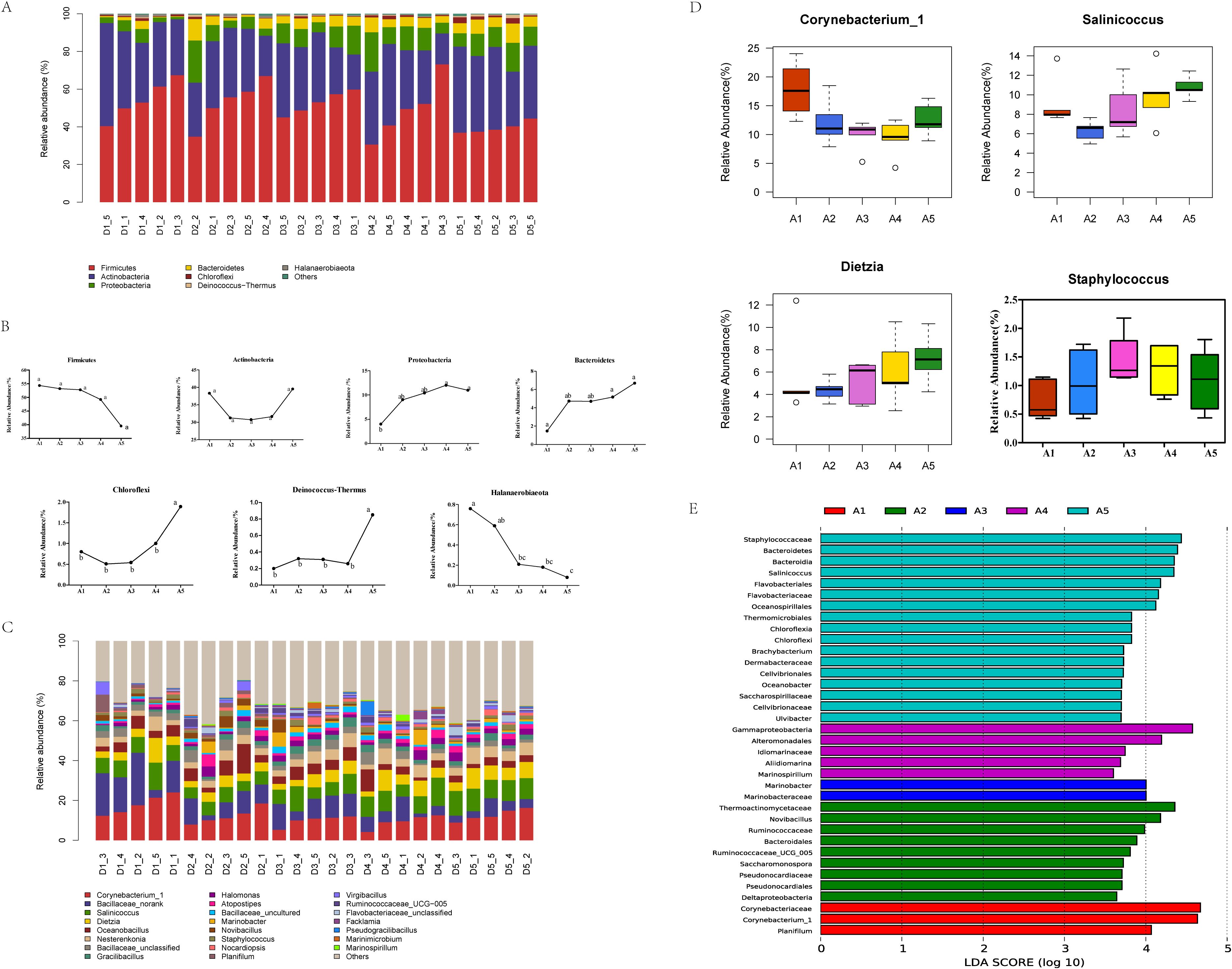 This image consists of multiple panels presenting microbial diversity data. Panel A shows a stacked bar graph of relative abundance percentages of various bacterial phyla across samples. Panel B includes line graphs for different bacterial groups over categories A1 to A5. Panel C is another stacked bar graph detailing more specific bacteria, indicated by colors and a legend. Panel D contains box plots comparing the relative abundance of bacterial genera Corynebacterium_1, Salinicoccus, Dietzia, and Staphylococcus across five groups. Panel E is a horizontal bar chart depicting the LDA score for different bacteria across categories A1 to A5.