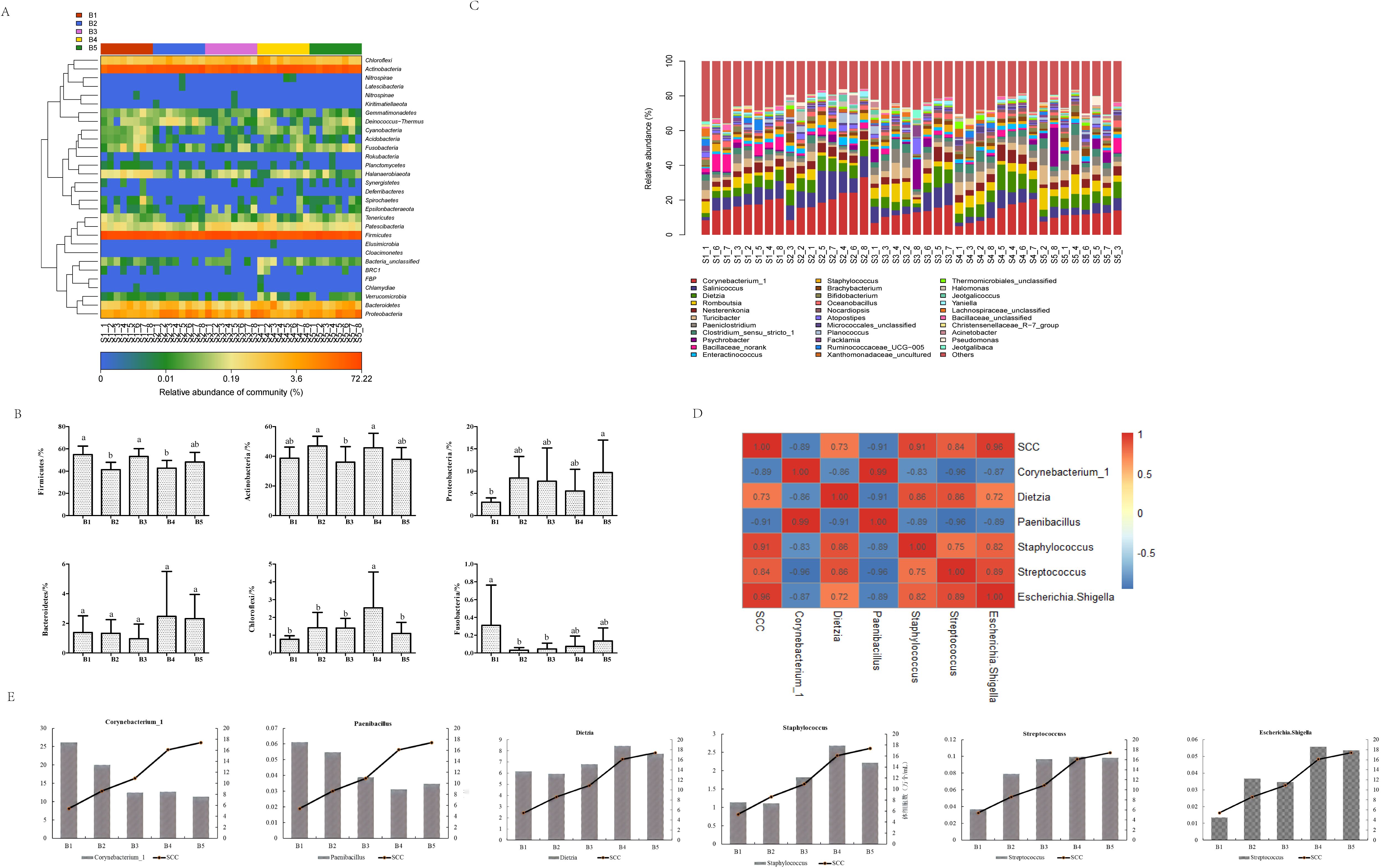 Grouped data visualizations illustrating microbial community compositions and correlations. Panel A shows a heatmap of bacterial abundance across different samples. Panel B presents bar graphs comparing bacterial taxa percentages among groups B1 to B5. Panel C displays a stacked bar chart of relative bacterial abundances. Panel D contains a heatmap indicating correlation coefficients between bacterial genera and other variables, with a color gradient from blue (negative correlation) to red (positive correlation). Panel E includes bar and line graphs for specific bacterial genera across groups, highlighted alongside variables like somatic cell count (SCC).