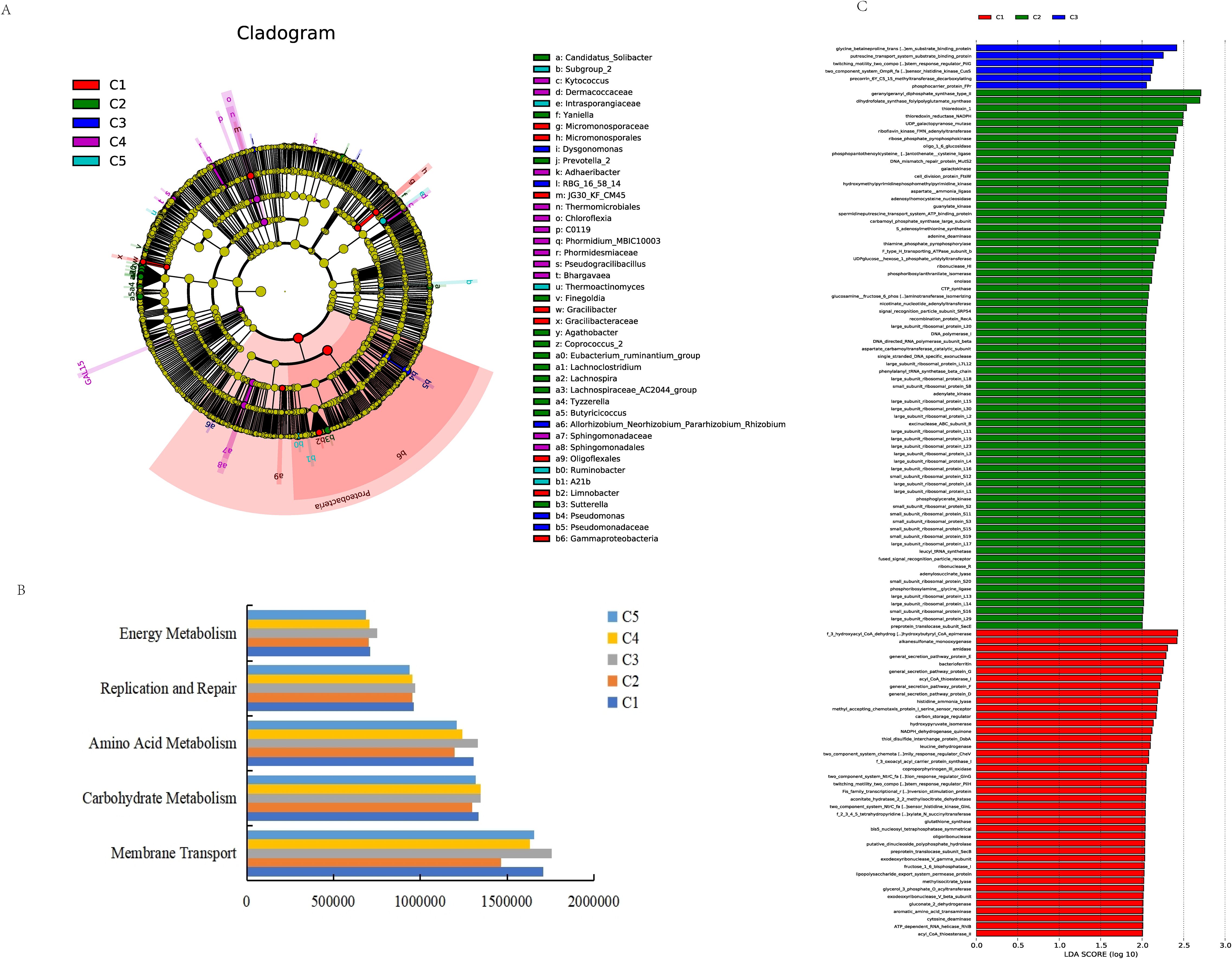 Cladogram, stacked bar chart, and bar graph visualizing microbial data. The cladogram (A) shows bacterial groups highlighted with distinct colors (C1 to C5). The stacked bar chart (B) compares metabolic functions like energy metabolism and amino acid metabolism across five groups (C1 to C5). The bar graph (C) presents linear discriminant analysis (LDA) scores for various bacterial taxa, categorized by groups C1, C2, C3, and C4, with distinct color labels.