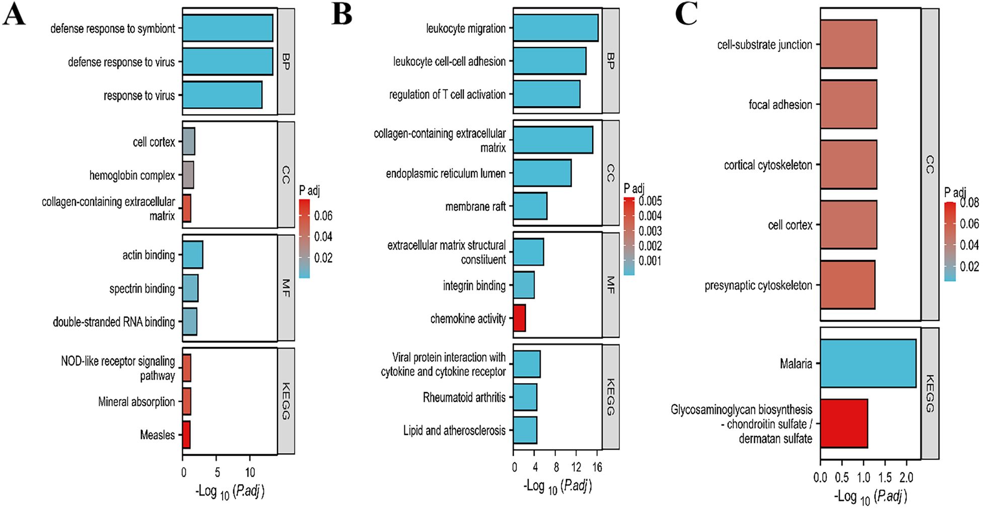 Three bar charts labeled A, B, and C show gene ontology terms across biological process (BP), cellular component (CC), molecular function (MF), and KEGG pathways. Each chart indicates statistical significance with a color gradient from red (high \(P_{adj}\)) to blue (low \(P_{adj}\)). Chart A highlights terms like “defense response to symbiont” and “actin binding.” Chart B features “leukocyte migration” and “membrane raft.” Chart C emphasizes “cell-substrate junction” and “Malaria.” The x-axis displays \(-\log_{10}(P_{adj})\) values.