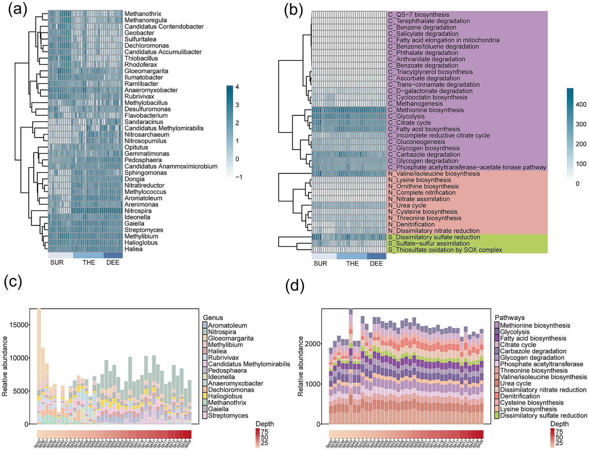 (a) Heatmap displaying microbial genera abundance across three conditions: SUR, THE, DEE, with a color gradient indicating abundance. (b) Heatmap showing metabolic pathway activity under the same conditions with a color scale. (c) Bar chart of microbial genus relative abundance at different sample points, with depth indicated by color shades. (d) Bar chart illustrating relative abundance of metabolic pathways with varying depths.