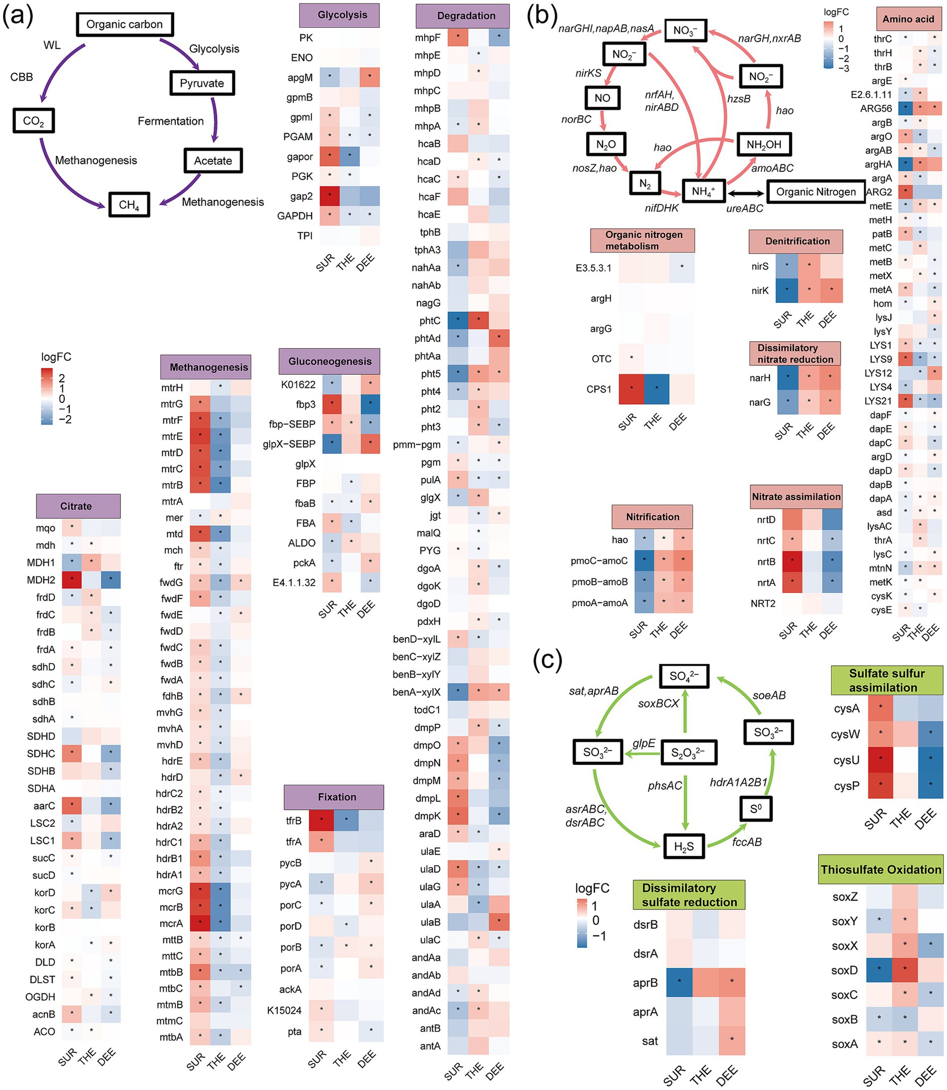 Diagram depicting metabolic pathways and gene expression heatmaps in three panels, labeled a, b, and c. Panel a shows carbon metabolism pathways, with glycolysis and degradation pathways labeled. Panel b illustrates nitrogen metabolism, denitrification, nitrification, and amino acid synthesis. Panel c details sulfur metabolism, sulfate assimilation, and oxidation pathways. Heatmaps in each panel represent log fold changes in gene expression across three conditions: SUR, THE, and DEE, with a color gradient from red (positive) to blue (negative).