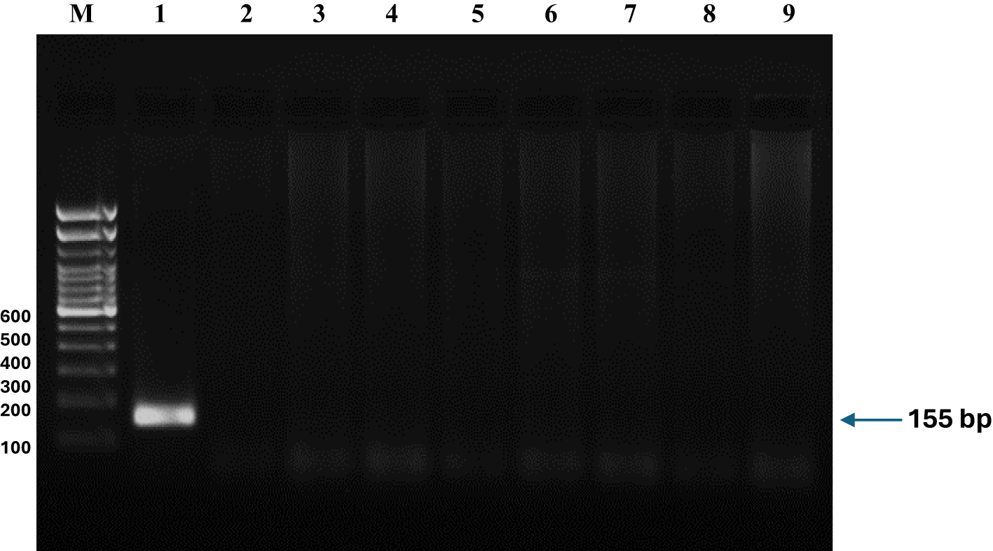 A gel electrophoresis image showing DNA bands from ten lanes labeled M and 1 through 9. Lane M contains a DNA ladder with bands at standard sizes ranging from 100 to 600 base pairs. Lane 1 shows a distinct band at approximately 155 base pairs, corresponding to the labeled marker, while lanes 2 through 9 do not display visible DNA bands, indicating no amplification or detection of the target fragment in those samples.