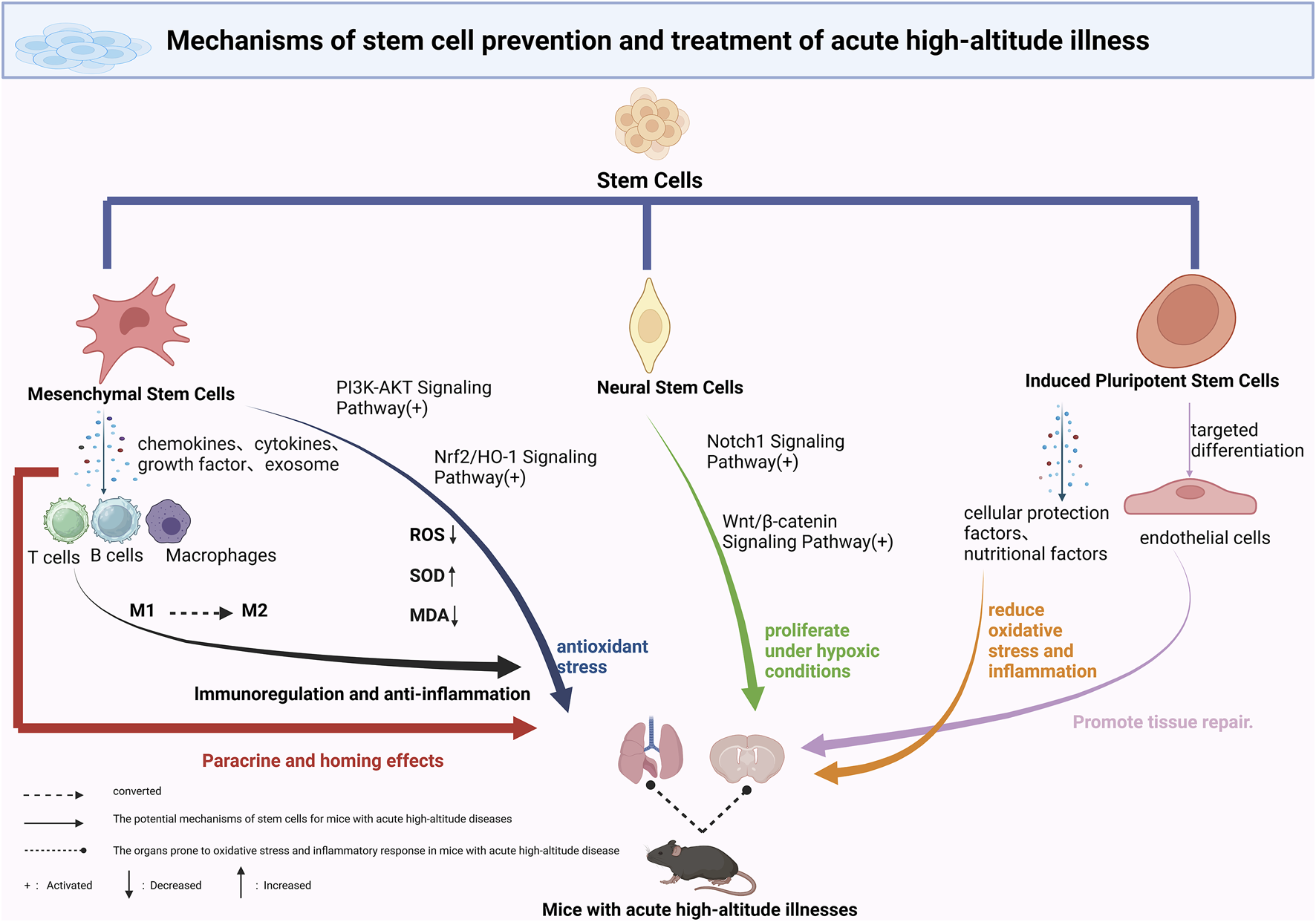 Diagram titled "Mechanisms of stem cell prevention and treatment of acute high-altitude illness" illustrating how stem cells aid in treatment. It shows mesenchymal stem cells influencing immunoregulation, antioxidant stress, and anti-inflammation via signaling pathways. Neural stem cells contribute to antioxidant stress and proliferation under hypoxic conditions. Induced pluripotent stem cells are linked to reducing oxidative stress, inflammation, and promoting tissue repair. The pathways and effects are depicted with arrows and icons, highlighting cellular interactions and targeted effects on mice with acute high-altitude illnesses.