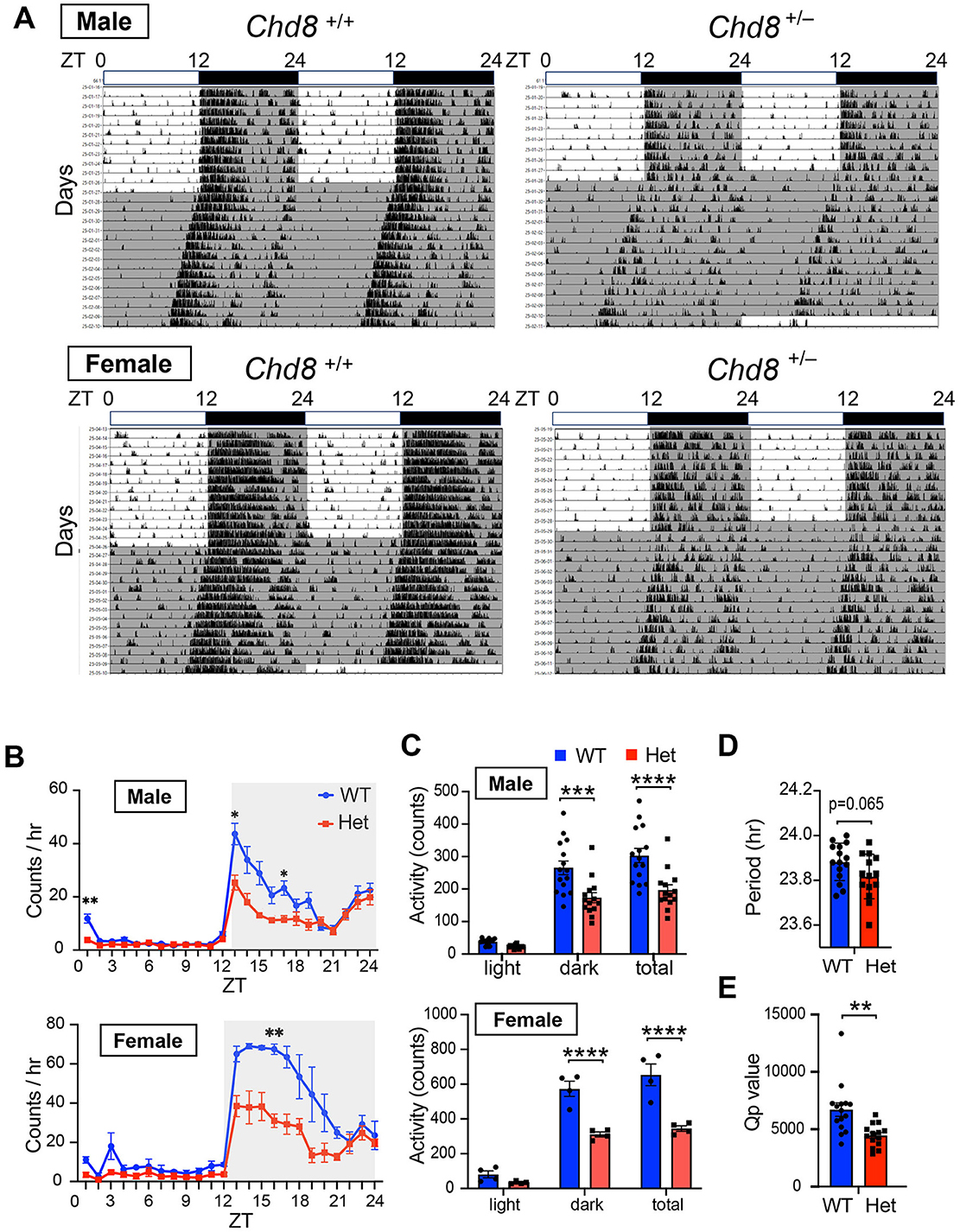 The image consists of several panels depicting data on circadian rhythms related to the Chd8 gene in male and female mice. (A) Shows actograms for Chd8 +/+ and Chd8 +/– genotypes in both sexes, with activity plotted against Zeitgeber Time (ZT) over several days. (B) Features line graphs comparing activity levels of wild type (WT) and heterozygous (Het) genotypes, with significant differences marked. (C) Presents bar graphs showing activity counts during light and dark periods, indicating statistically significant differences. (D) Illustrates a bar graph of period duration in hours, and Panel E shows Qp value comparisons, both indicating significance.