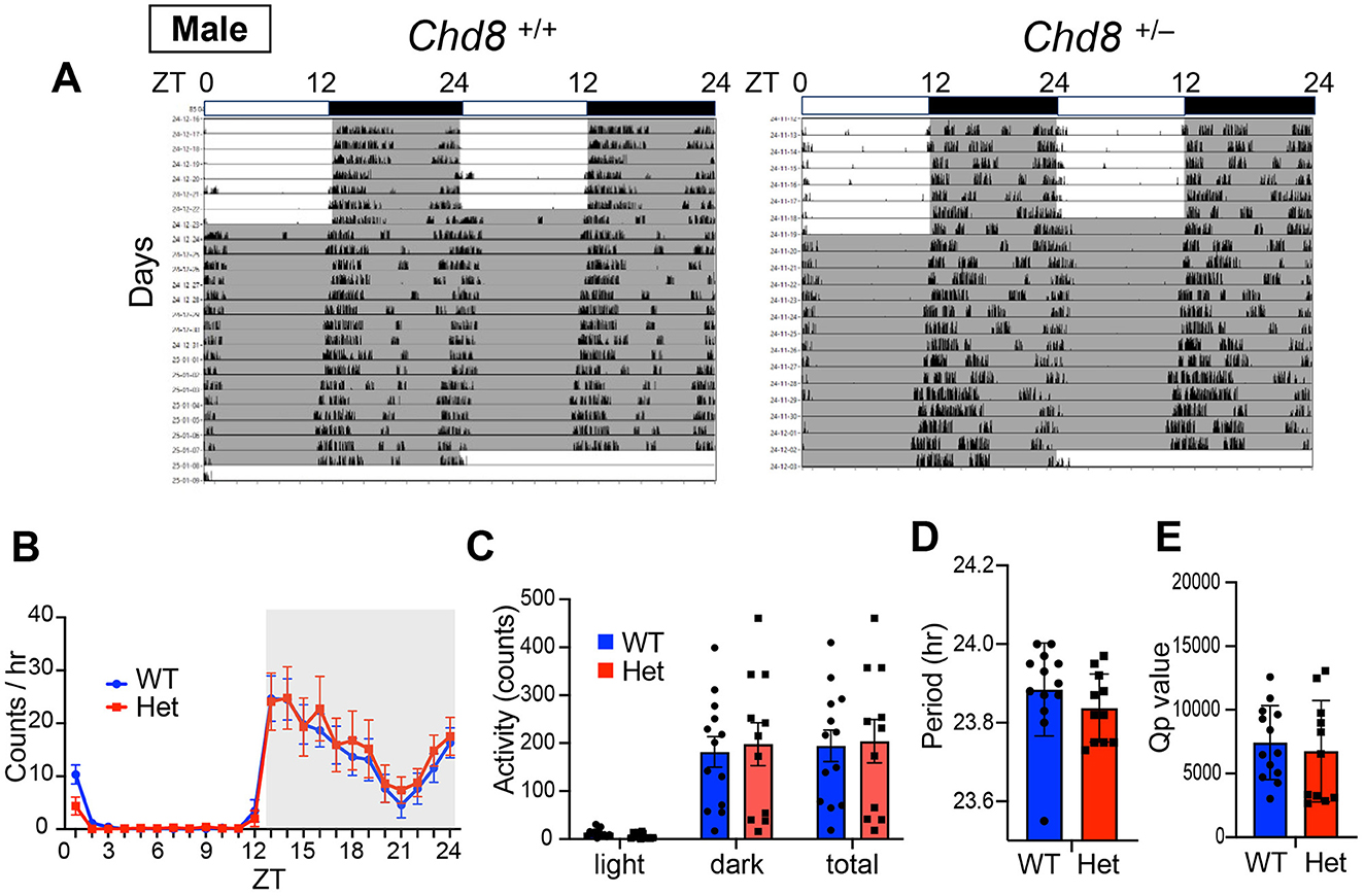 Graphs and charts comparing male Chd8 +/+ and Chd8 +/- data. (A) Displays actograms over several days. (B) Shows activity counts per hour for WT and Het. (C–E) Present bar graphs of activity, period, and Qp value, respectively, comparing wild type (WT) and heterozygous (Het) results.