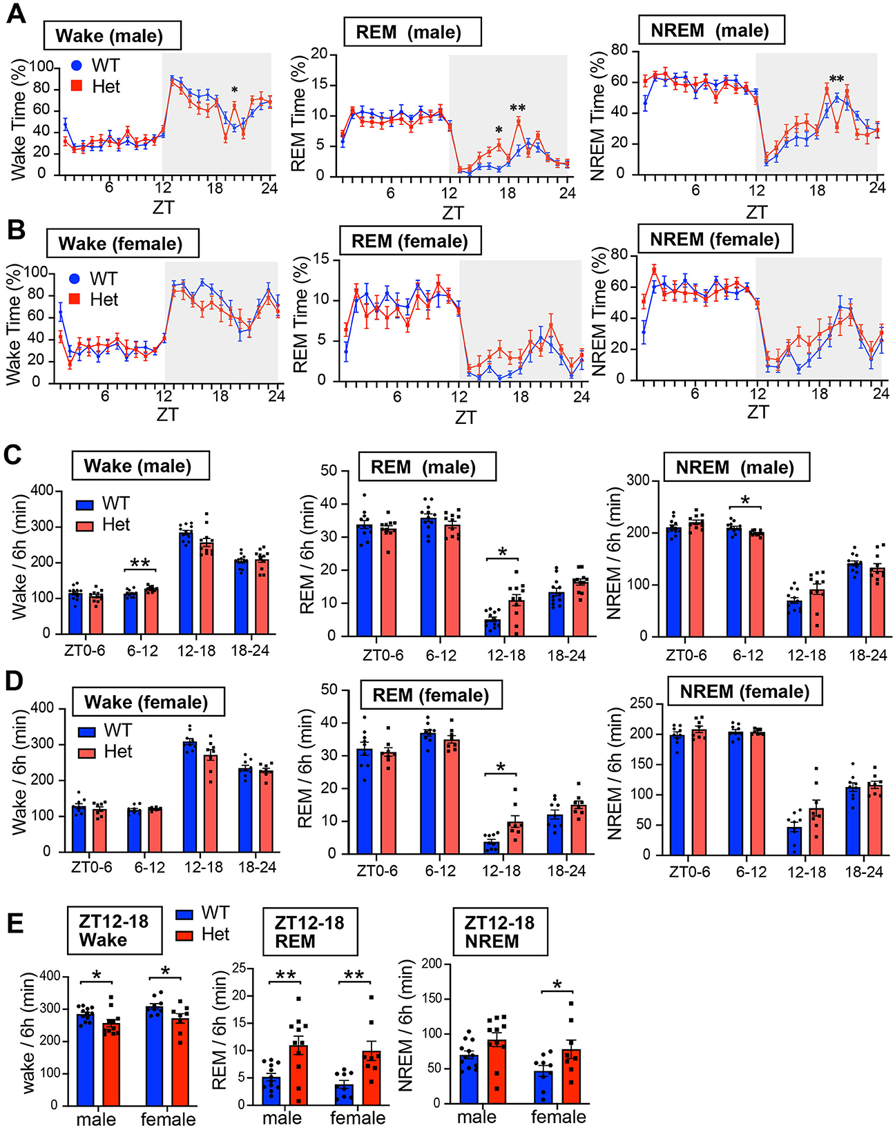 Graphs show sleep patterns between WT and Het groups for female and subjects. (A, B) Depict wake, REM, and NREM times for male and female subjects. (C, D) Present bar graphs of averaged sleep stages across time intervals. Panel E compares sleep duration between genders during ZT12-18. Significant differences are marked by asterisks, indicating variance at different time points or intervals. WT is represented in blue, Het in red.