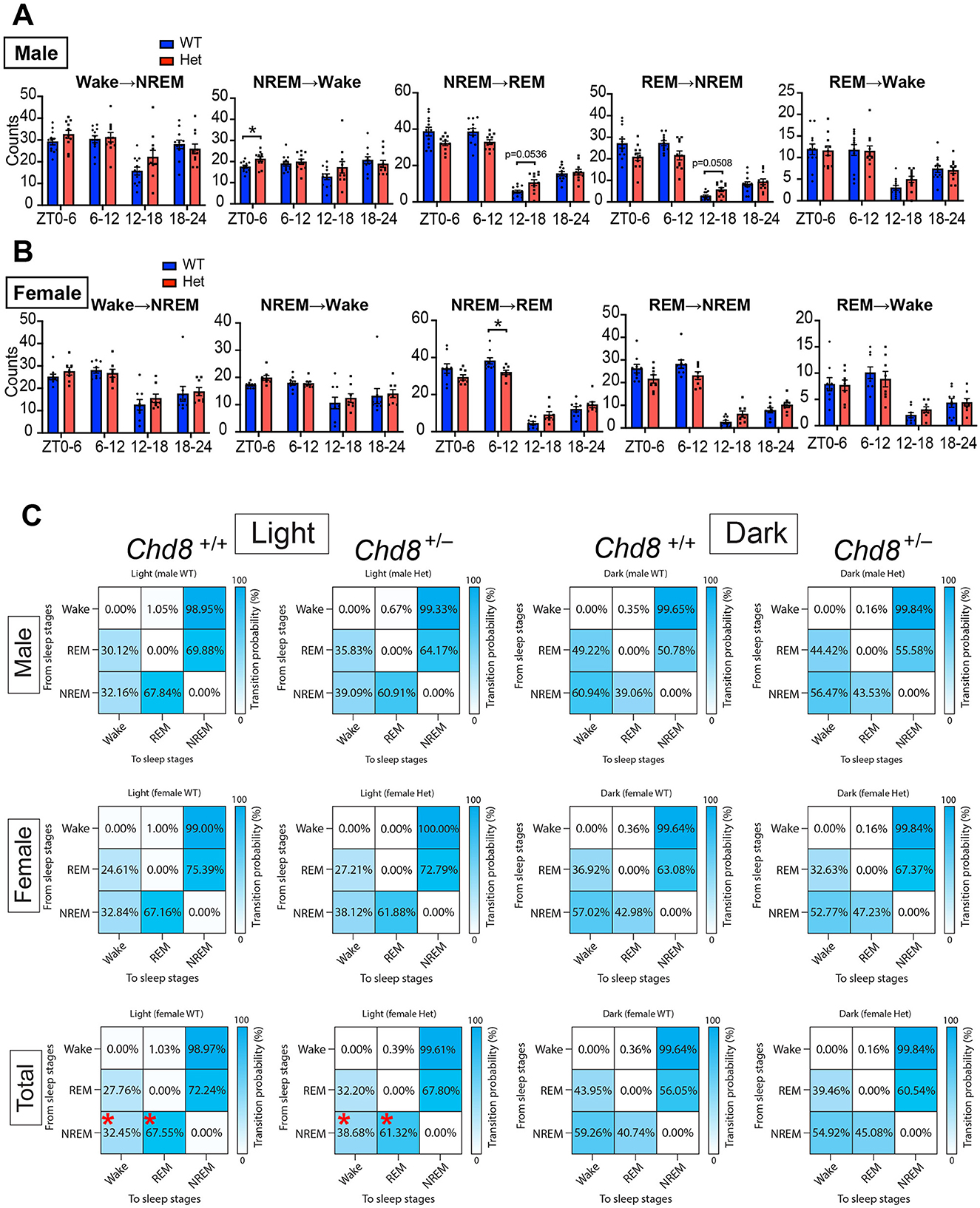 Bar graphs and transition probability charts display differences in sleep stage transitions between WT and Het mice, separated by gender. (A, B) Present bar graphs for male and female mice, showing counts of wake-NREM, NREM-wake, NREM-REM, REM-NREM, and REM-wake transitions across different time intervals. (C) Includes heat maps displaying transition probabilities for these stages in light and dark conditions for male, female, and total mice, comparing Chd8 +/+ and Chd8 +/- genotypes. Statistical significance is indicated in certain transitions.