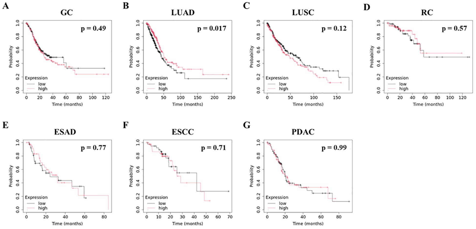 Seven Kaplan-Meier survival plots labeled A to G show the survival probability over time in months for different cancer types: GC, LUAD, LUSC, RC, ESAD, ESCC, and PDAC. Each plot compares high and low expression groups with corresponding p-values of 0.49, 0.017, 0.12, 0.57, 0.77, 0.71, and 0.99, respectively.