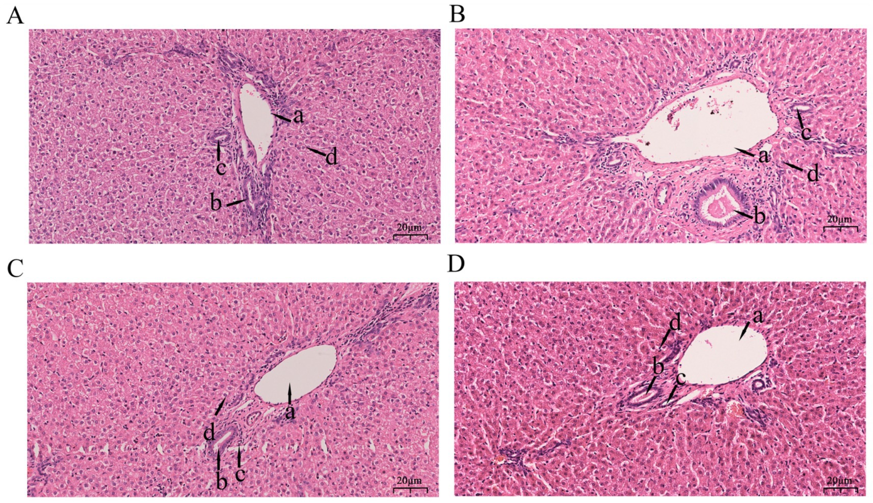 Histological images of liver tissue stained with hematoxylin and eosin. Panels A to D show different views of liver structures. Labels a, b, c, and d indicate various elements such as vessel lumens and surrounding cellular components. Each panel measures 20 micrometers in scale. The images highlight the organization within the liver, providing insights into tissue architecture.
