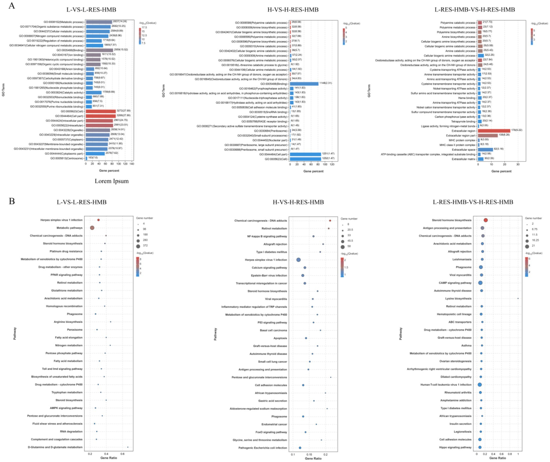 Chart depicting gene expression data through bar graphs and dot plots. Panel A shows horizontal bar graphs with GO terms, gene percentages, and significance levels (FDR values). Panel B displays dot plots of pathways with gene numbers, gene ratios, and P-values. Each section compares different gene expression conditions labeled L-VS-L-RES-HMB, H-VS-H-RES-HMB, and L-RES-HMB-VS-H-RES-HMB. Colors range from red to blue representing varying significance levels.