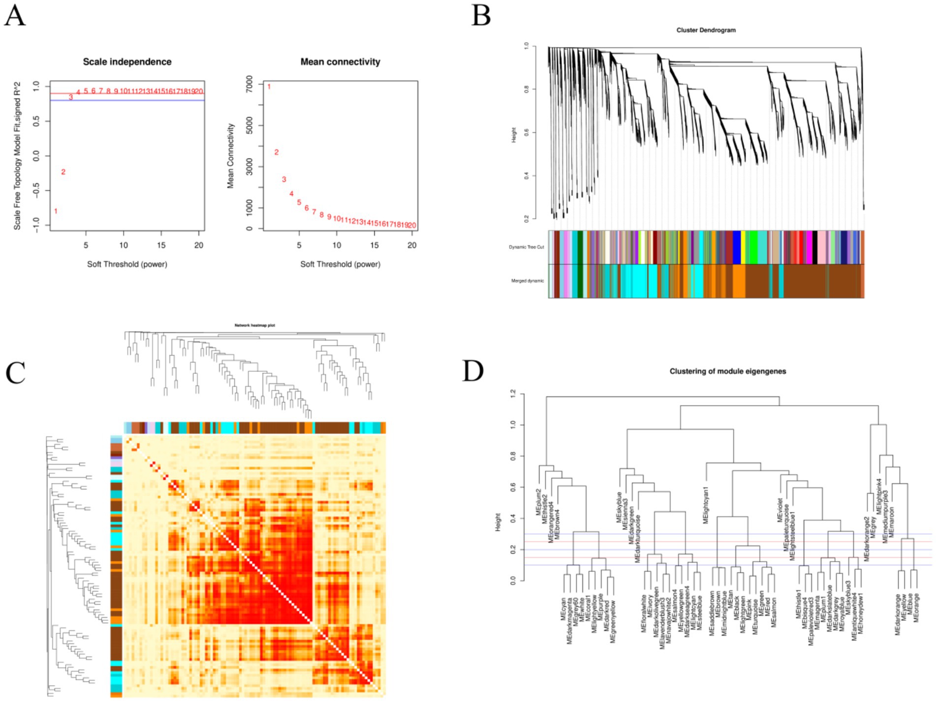 A set of four related data visualizations. A: Two line graphs showing scale independence and mean connectivity versus soft threshold power, with values labeled. B: A cluster dendrogram with colorful dynamic tree cut and merged dynamic sections. C: A heatmap with hierarchical clustering, displaying correlation intensities in red and yellow. D: A dendrogram showing clustering of module eigengenes, with branches labeled for various modules.