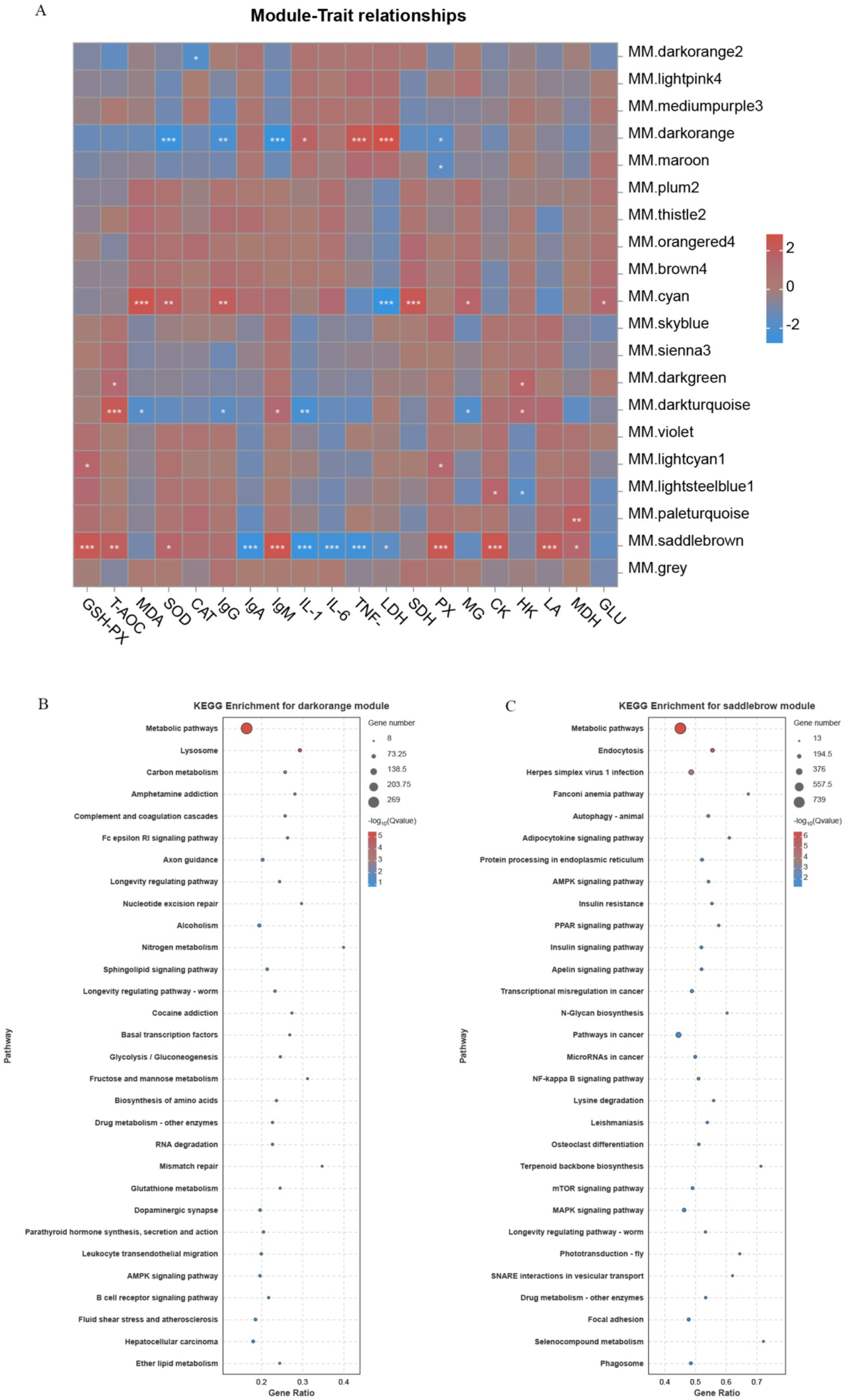 Heatmap illustrating module-trait relationships with red and blue color gradients indicating correlations. Two KEGG enrichment dot plots for “darkorange” and “saddlebrown” modules show pathways’ significance, depicted by circle size and color intensity, based on gene ratio and -log(p-value).