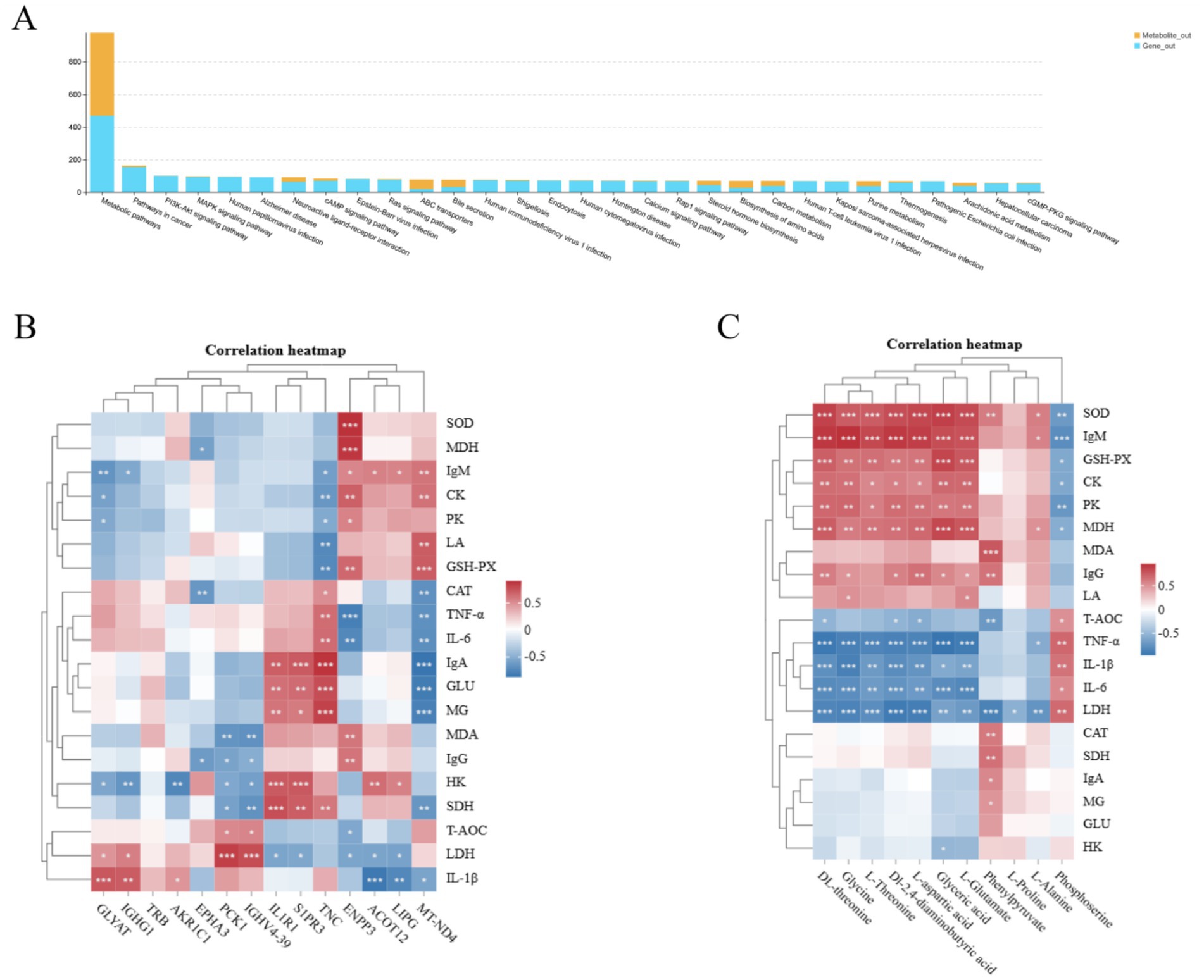 Panel A displays a bar chart comparing metabolite and gene counts across various categories, showing higher frequencies in measles patients. Panel B and C display correlation heatmaps with color gradations from red to blue, indicating positive and negative correlations among biological markers like SOD, IgM, and others against different genes or metabolites. Each heatmap includes hierarchical clustering, denoting relationships between items. Statistical significance is marked with asterisks.