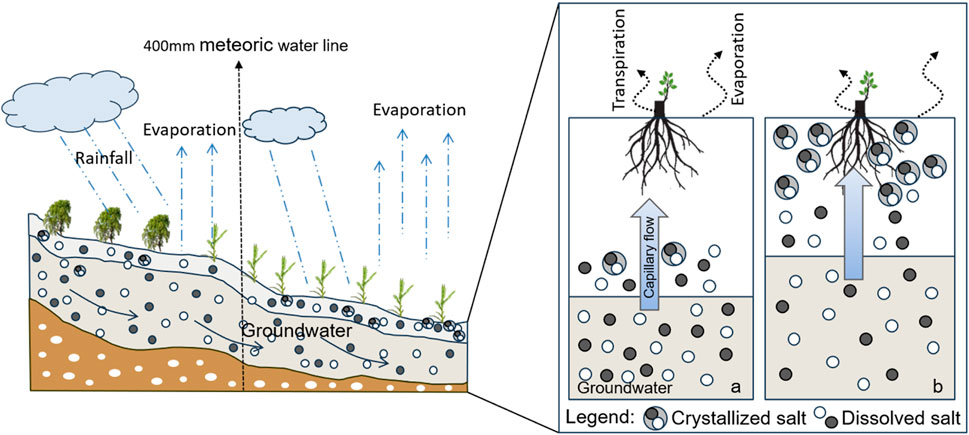 Diagram illustrating the water cycle and salinity in soil. Rainfall and evaporation are shown with arrows impacting vegetation. A close-up displays two scenarios: one showing transpiration and evaporation from plant roots with capillary flow upward, and another showing variations in groundwater. Crystallized and dissolved salts are represented by solid and outlined circles, respectively. A 400-millimeter meteoric water line marks water level changes.