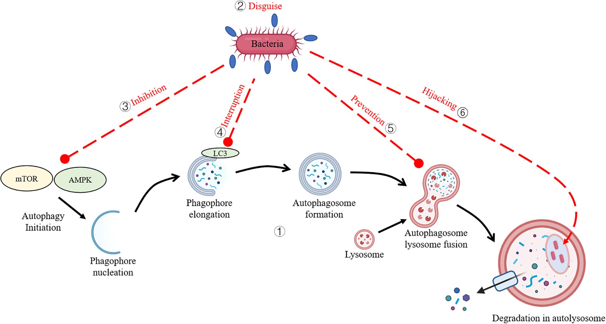 Diagram illustrating bacterial mechanisms to evade autophagy, including disguise, inhibition, interruption, prevention, and hijacking. The normal process involves autophagy initiation via mTOR and AMPK, leading to phagophore nucleation, phagophore elongation, autophagosome formation, and fusion with lysosomes for degradation in the autolysosome.