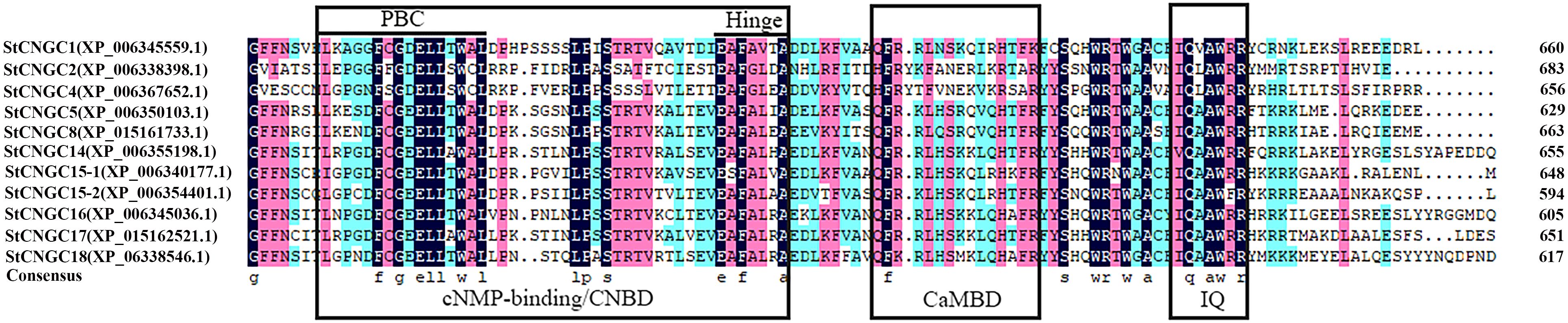 Sequence alignment of several StCNGC proteins shown with color-coded residues, highlighting specific domains: PBC, Hinge, cNMP-binding/CNBD, CaMBD, and IQ. Protein names, accession numbers, and consensus sequence are listed on the left, with sequence positions noted on the right.