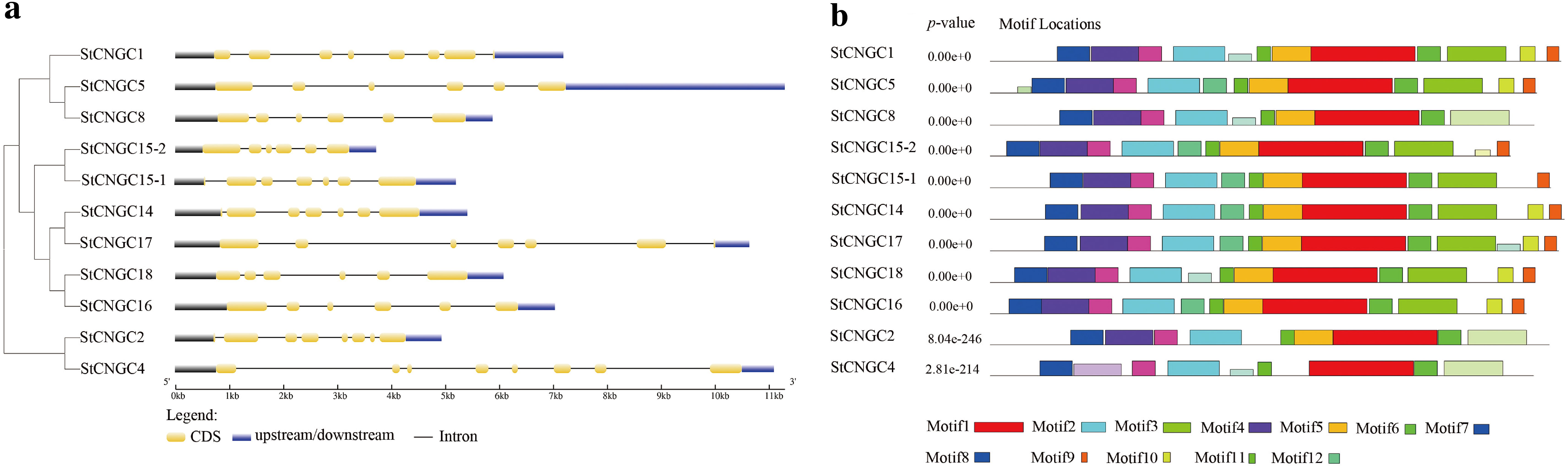 Diagram featuring: (a) Gene structures of StCNGC genes, showing coding sequences (CDS) in yellow, upstream/downstream regions in blue, and introns as black lines. (b) Motif distribution within these genes, with motifs represented by colored blocks. P-values and motif locations are listed for each gene, identifying varying motif types with different colors.