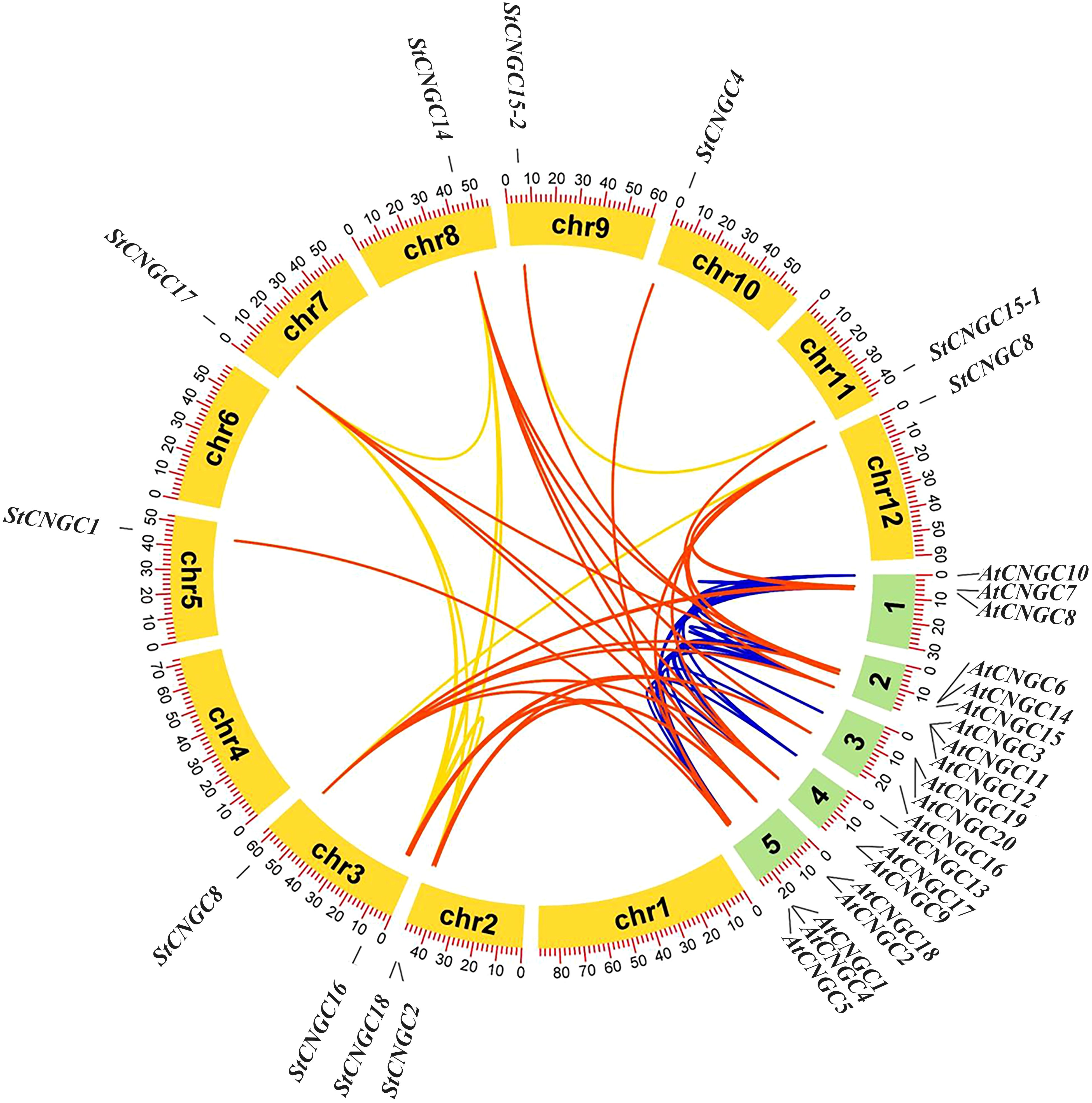 Circular diagram displaying genomic relationships among chromosomes labeled chr1 to chr12. Colored lines connect segments of chromosomes within a circular layout, indicating genetic connections. Gene names, such as SiCNGC1 and AtCNGC10, are annotated around the perimeter, showing correspondences across chromosomes. Yellow, red, and blue lines represent different types of connections or interactions.