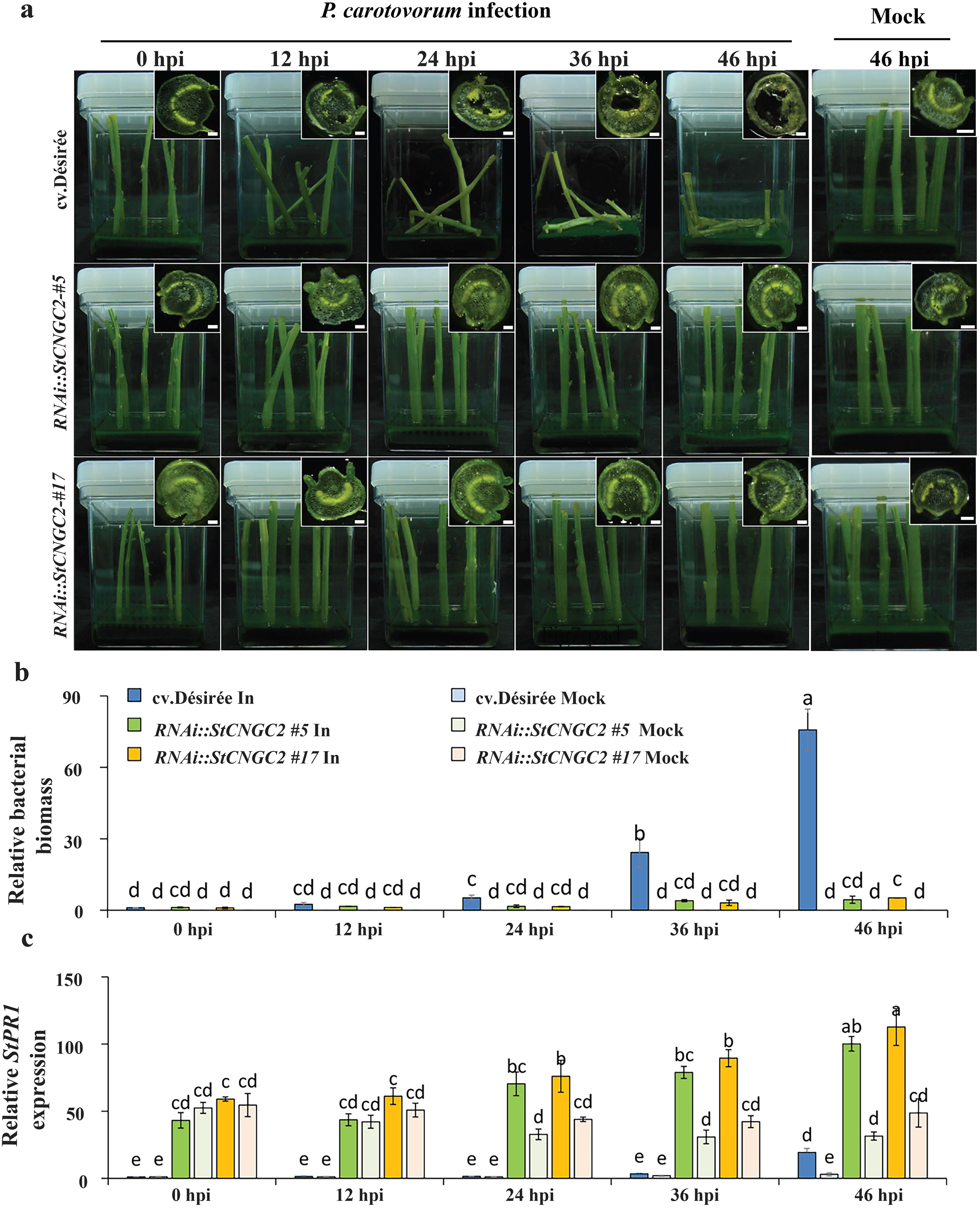 Panel a shows the progression of P. carotovorum infection in plant stems at various hours post-inoculation (hpi) for three plant types, with mock treatments for comparison. Panel b presents a bar graph illustrating relative bacterial biomass over time for different treatments. Panel c displays a bar graph showing relative SIPR1 expression across the same time intervals and treatments, with statistical annotations indicated by letters.