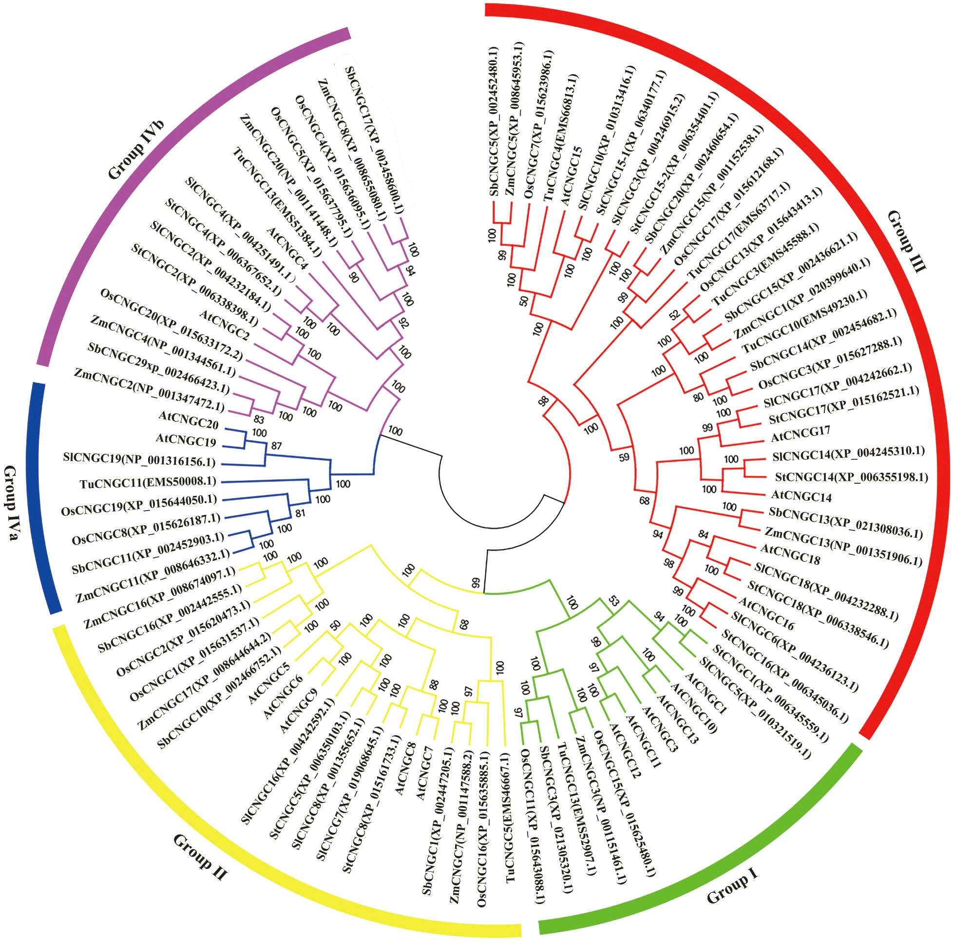 Phylogenetic tree diagram divided into five color-coded groups: red (Group III), green (Group I), yellow (Group II), blue (Group IVa), and purple (Group IVb). Branches display various gene sequences and bootstrap values, highlighting evolutionary relationships.