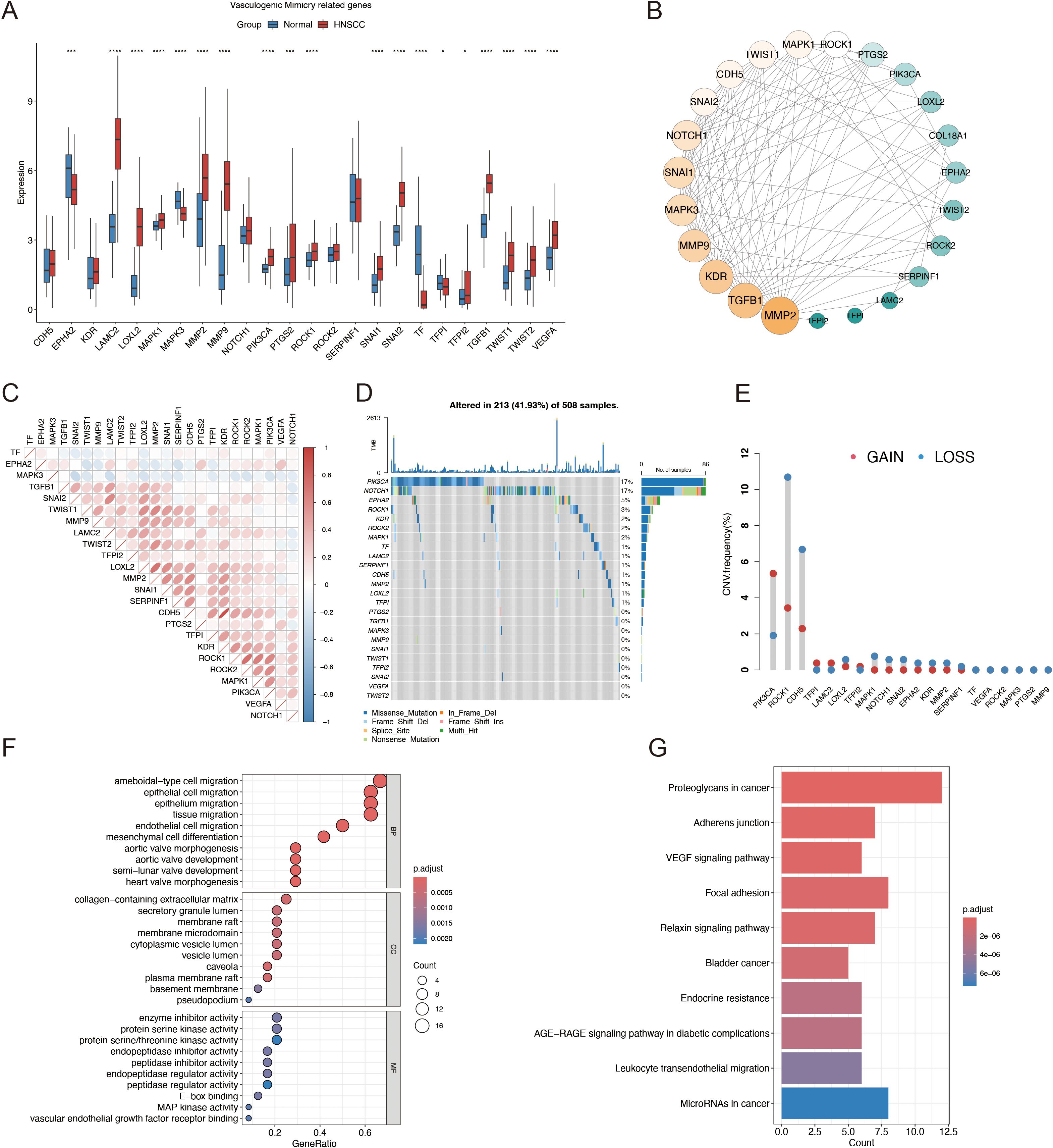Image composed of multiple panels with data visualizations related to vasculogenic mimicry genes in cancer. Panel A shows a box plot comparing gene expression between normal and HNSCC groups. Panel B depicts a network graph of gene interactions. Panel C features a correlation matrix heatmap of gene interactions. Panel D presents a waterfall plot indicating genetic alterations in samples. Panel E shows a scatter plot of copy number variations with gain and loss events. Panel F contains a dot plot of gene ontology terms related to cell migration and related processes. Panel G displays a bar chart of enriched pathways in cancer, with color indicating statistical significance.