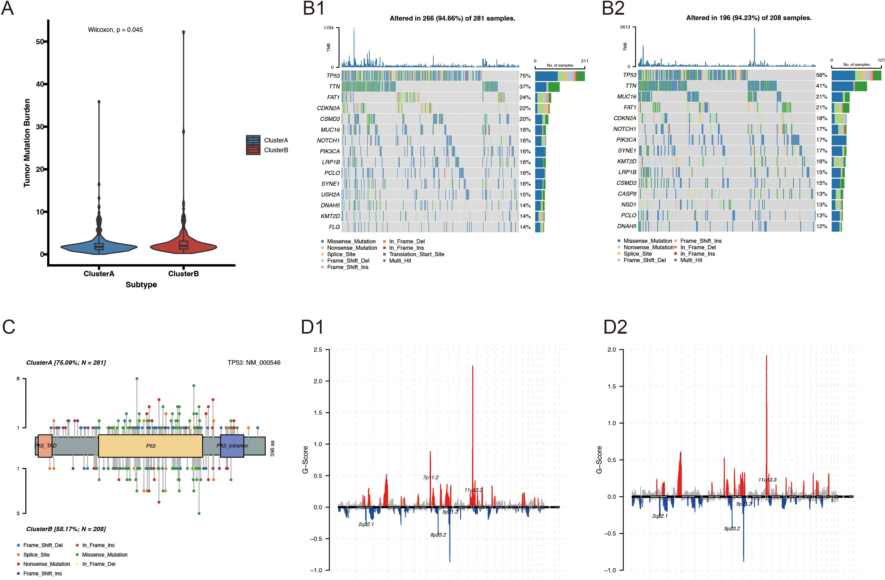 Panel of graphs and charts analyzing genetic data. Panel A shows a violin plot comparing tumor mutation burden in Cluster A and Cluster B, with Cluster A having slightly higher values. Panels B1 and B2 display heatmaps of genetic alterations in two clusters, highlighting mutation types across various genes, with TP53 being the most altered. Panel C presents a box plot visualization of mutations in gene TP53 for both clusters, indicating mutation types such as missense and nonsense mutations. Panels D1 and D2 provide G-score plots displaying genomic alterations, with peaks and troughs representing gains and losses of genetic material in specific regions.