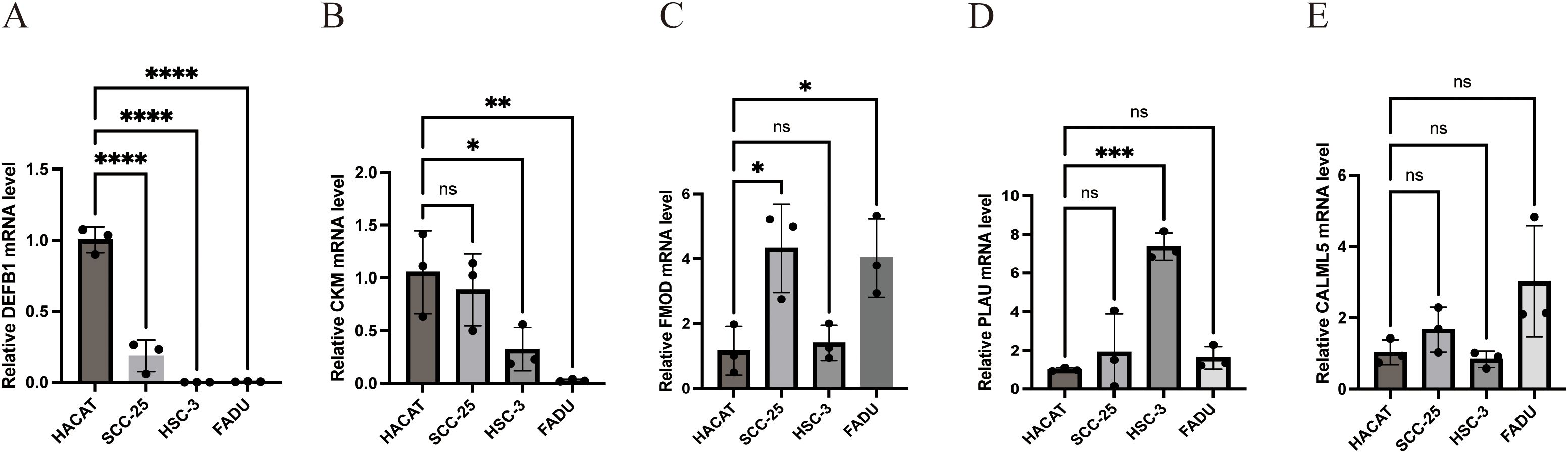 Bar graphs labeled A to E showing relative mRNA levels of DEFB1, CKM, FMOD, PLAU, and CALML5 across cell lines HACAT, SCC-25, HSC-3, and FADU. Significant differences are indicated with asterisks, with varying significance levels denoted by *, **, ***, and ****. “ns” denotes non-significant differences.