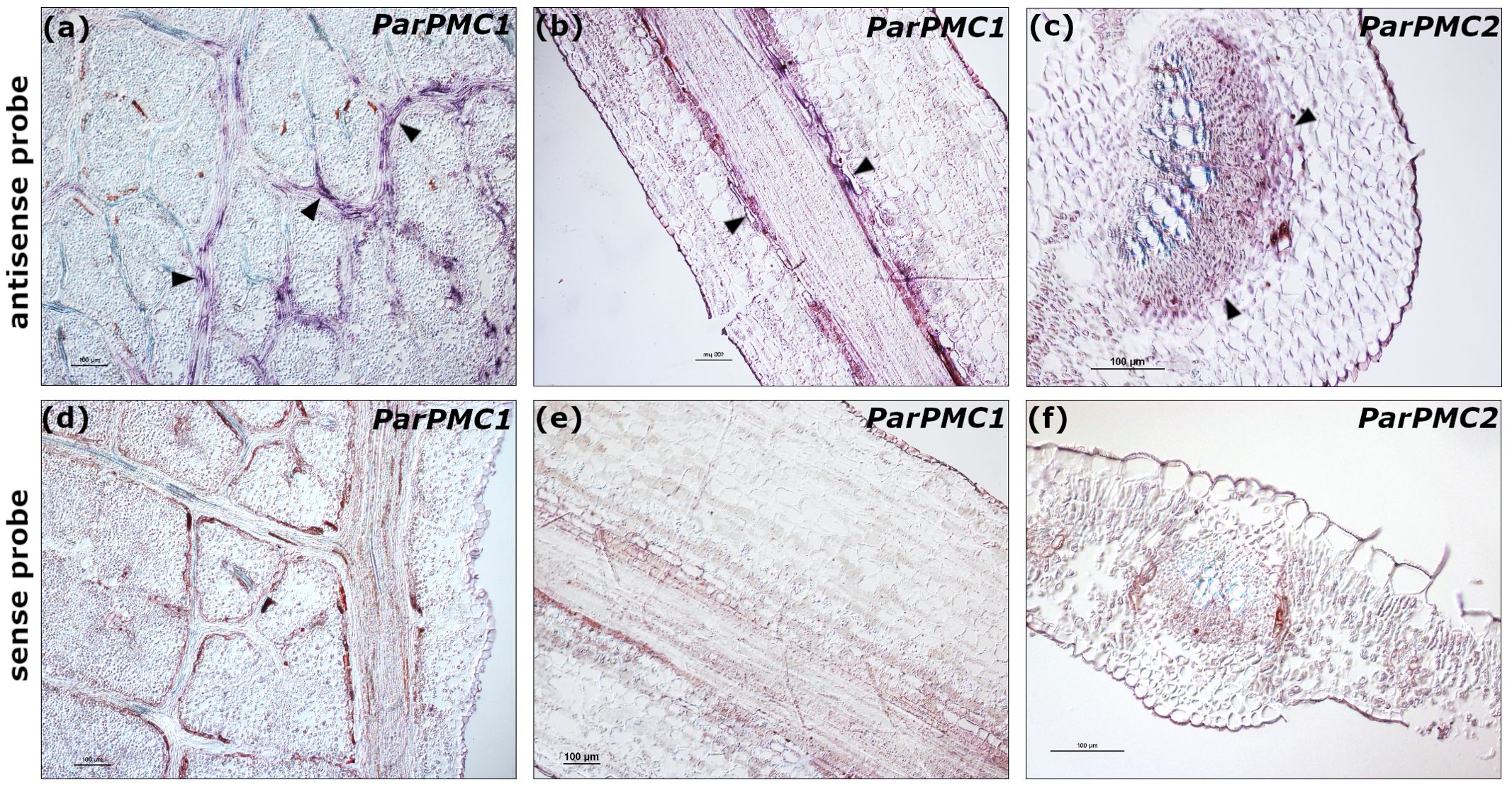 Microscopic images of plant tissue slices showing expression of genes ParPMC1 and ParPMC2. Panels (a) to (c) depict antisense probe results for ParPMC1 and ParPMC2, with highlighted areas using arrow heads. Panels (d) to (f) show results with sense probes serving as controls. Each panel marks the gene name, with scale bars indicating 100 micrometers for reference.