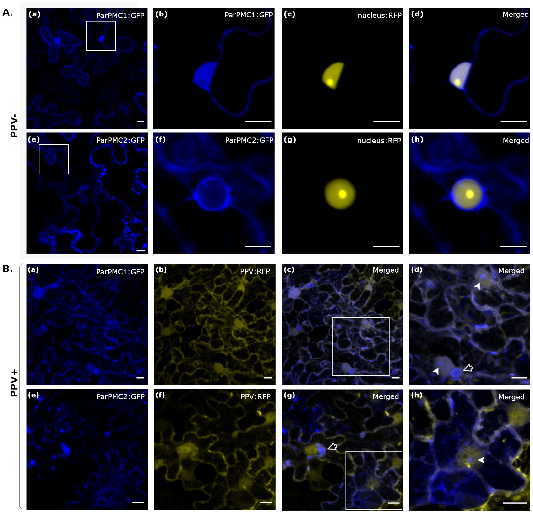 Microscopic images showing fluorescence in plant cells. Panel A shows PPV-negative cells with ParPMC1:GFP and ParPMC2:GFP in blue, nuclei in yellow (RFP), and merged images. Panel B shows PPV-positive cells with similar labels. Merged images reveal colocalization. White scale bars indicate magnification.