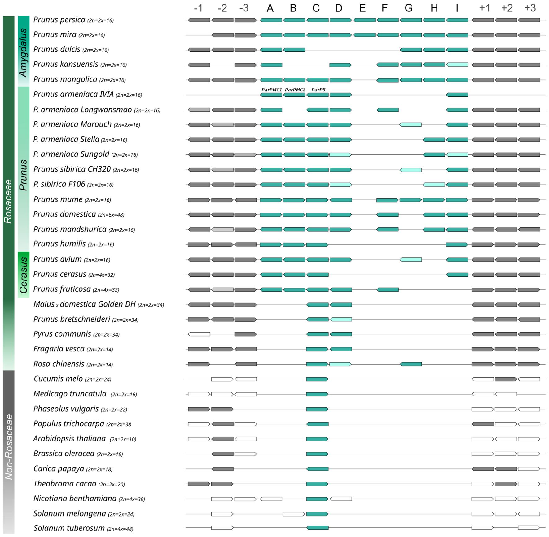 Chart showing identified putative orthologs across various plant species. Rows display species within categories like Amygdalus, Prunus, Cerasus, and Non-Rosaceae. The columns represent the relative position of the genes within the cluster, labeled from A to I. Additionally, the three upstream and downstream genes are included, indicated by the numbers -3 to +3.